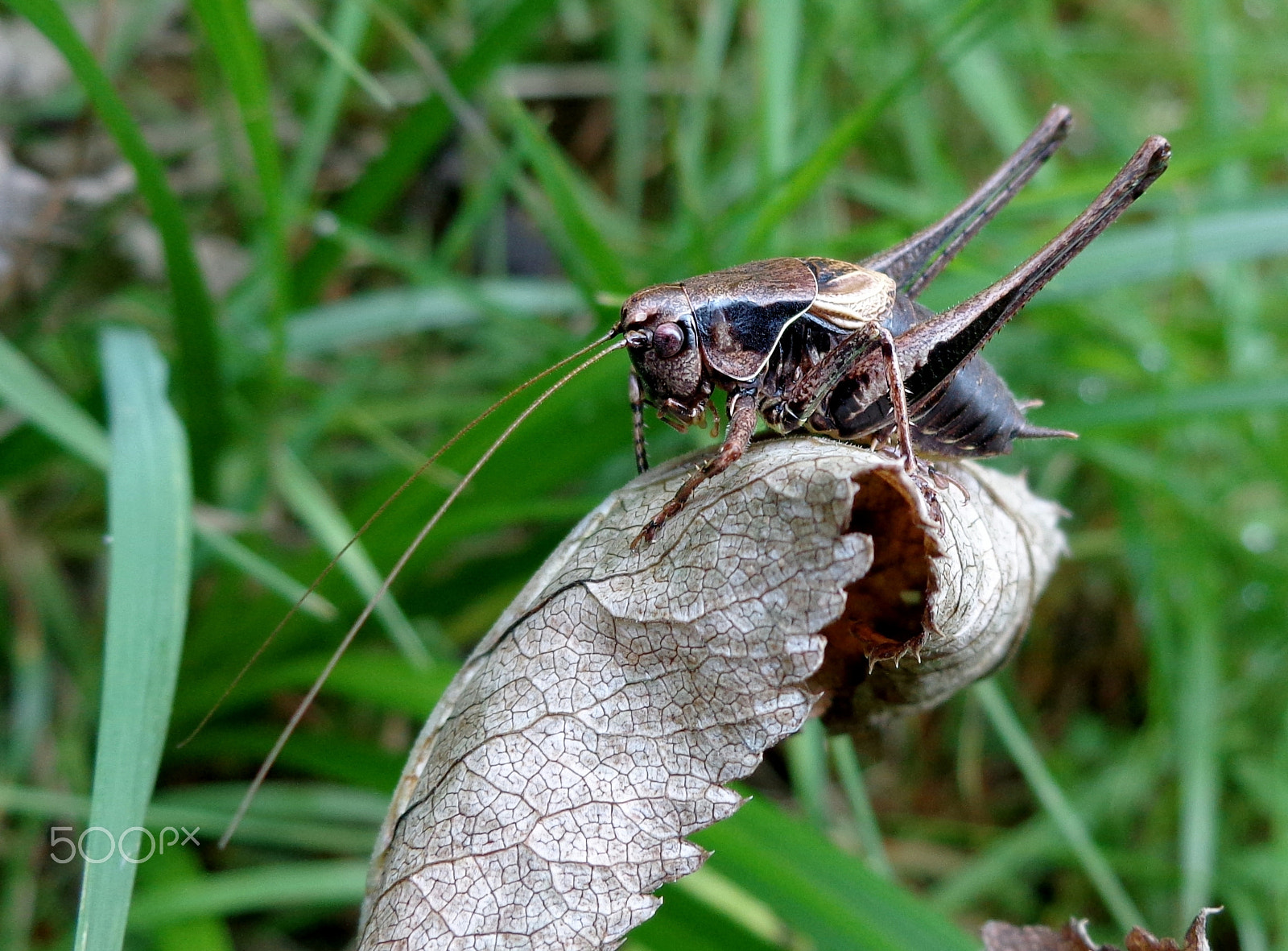 Sony Cyber-shot DSC-W690 sample photo. Dark bush-cricket with its long antennas photography