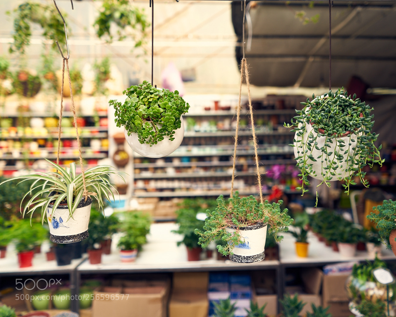 Sony a7R II sample photo. Green photography