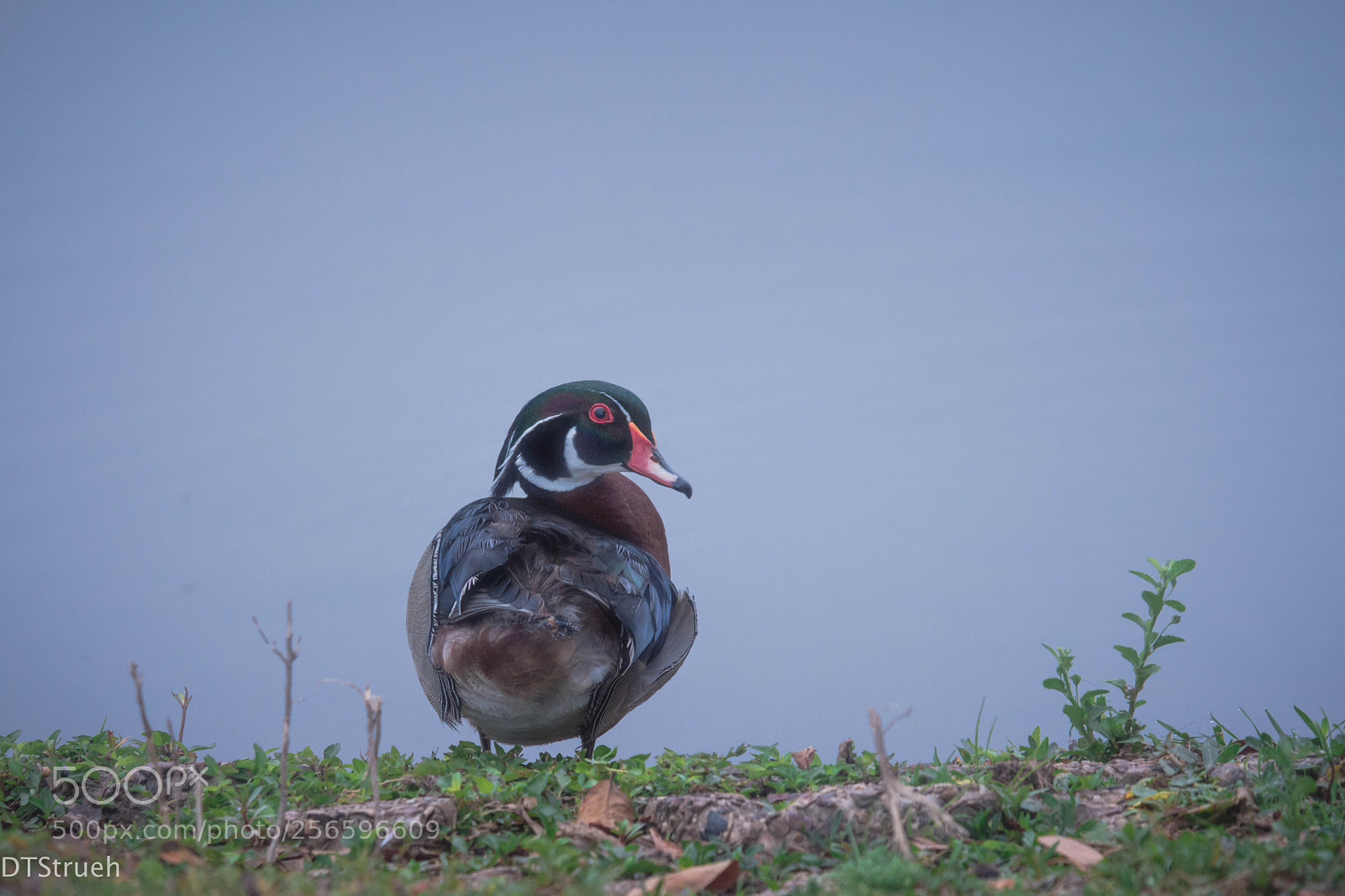 Nikon D7200 sample photo. Wood duck ii photography