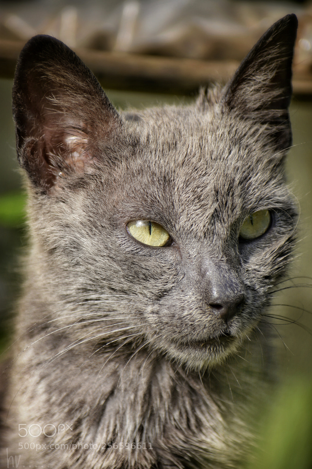 Nikon D7100 sample photo. Not so good photography