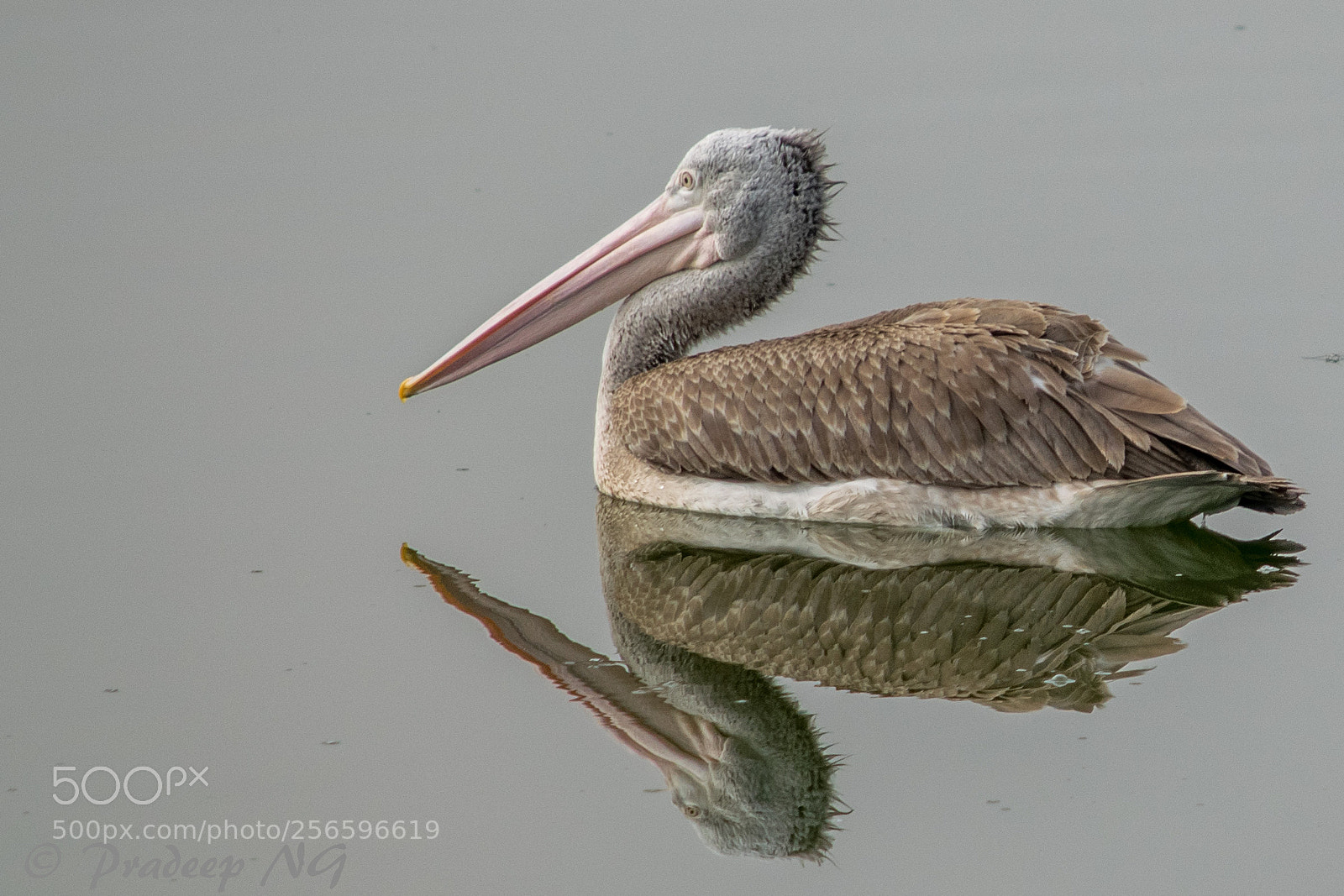 Nikon D3300 sample photo. Pelican photography