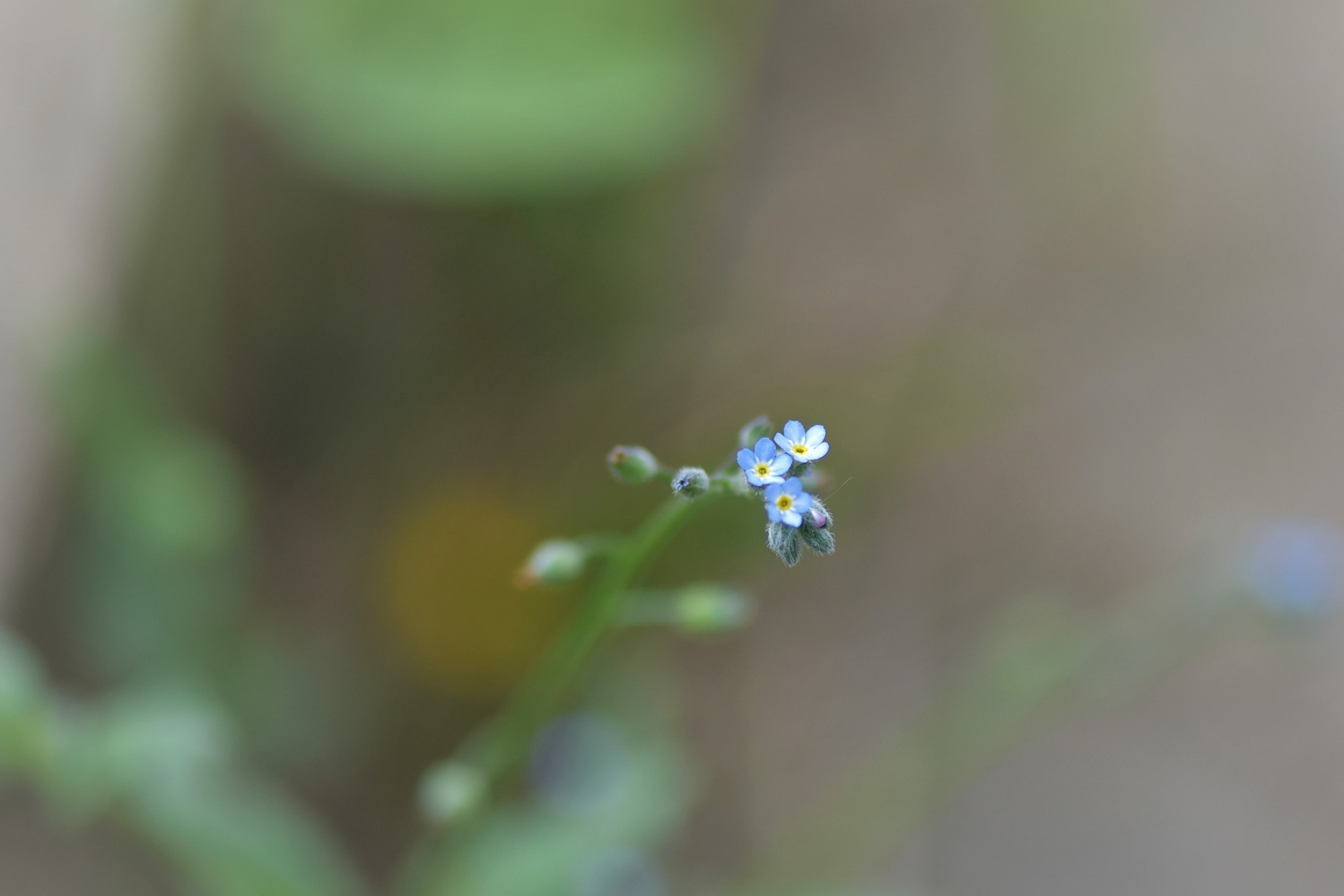 Nikon AF-S Micro-Nikkor 105mm F2.8G IF-ED VR sample photo. Forget me not photography