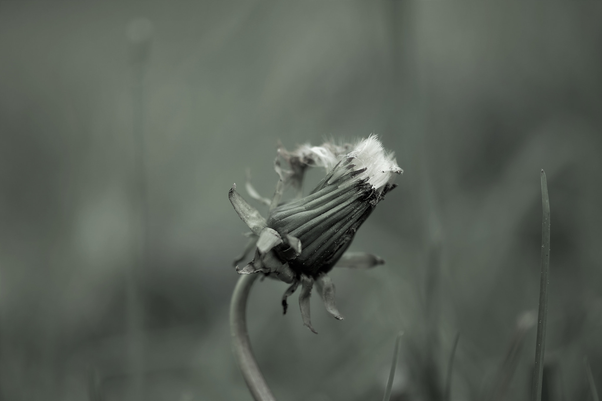 Nikon D5500 + Nikon AF-S Micro-Nikkor 105mm F2.8G IF-ED VR sample photo. Dandelion bw photography