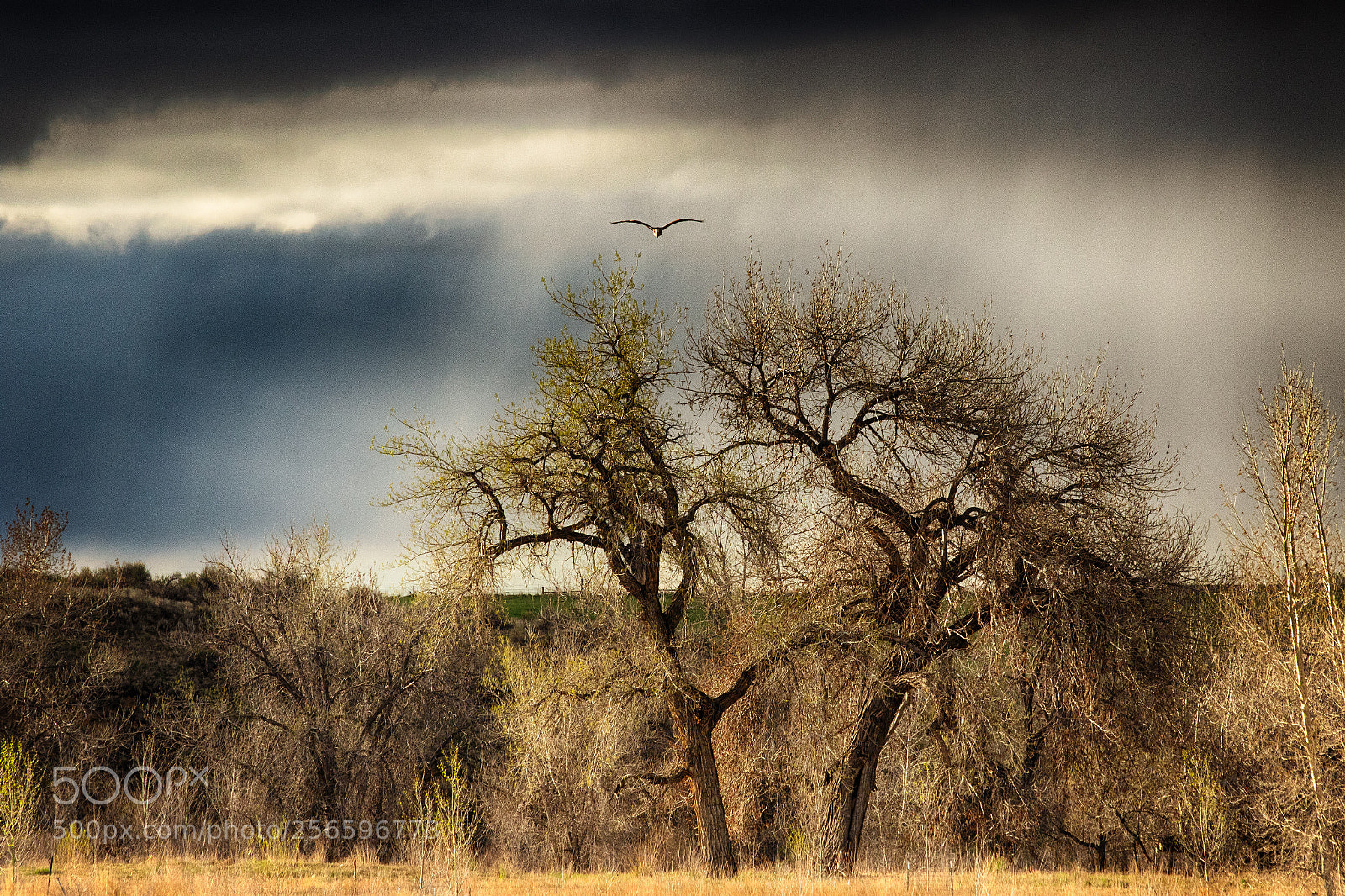Canon EOS 7D Mark II sample photo. Great escape photography