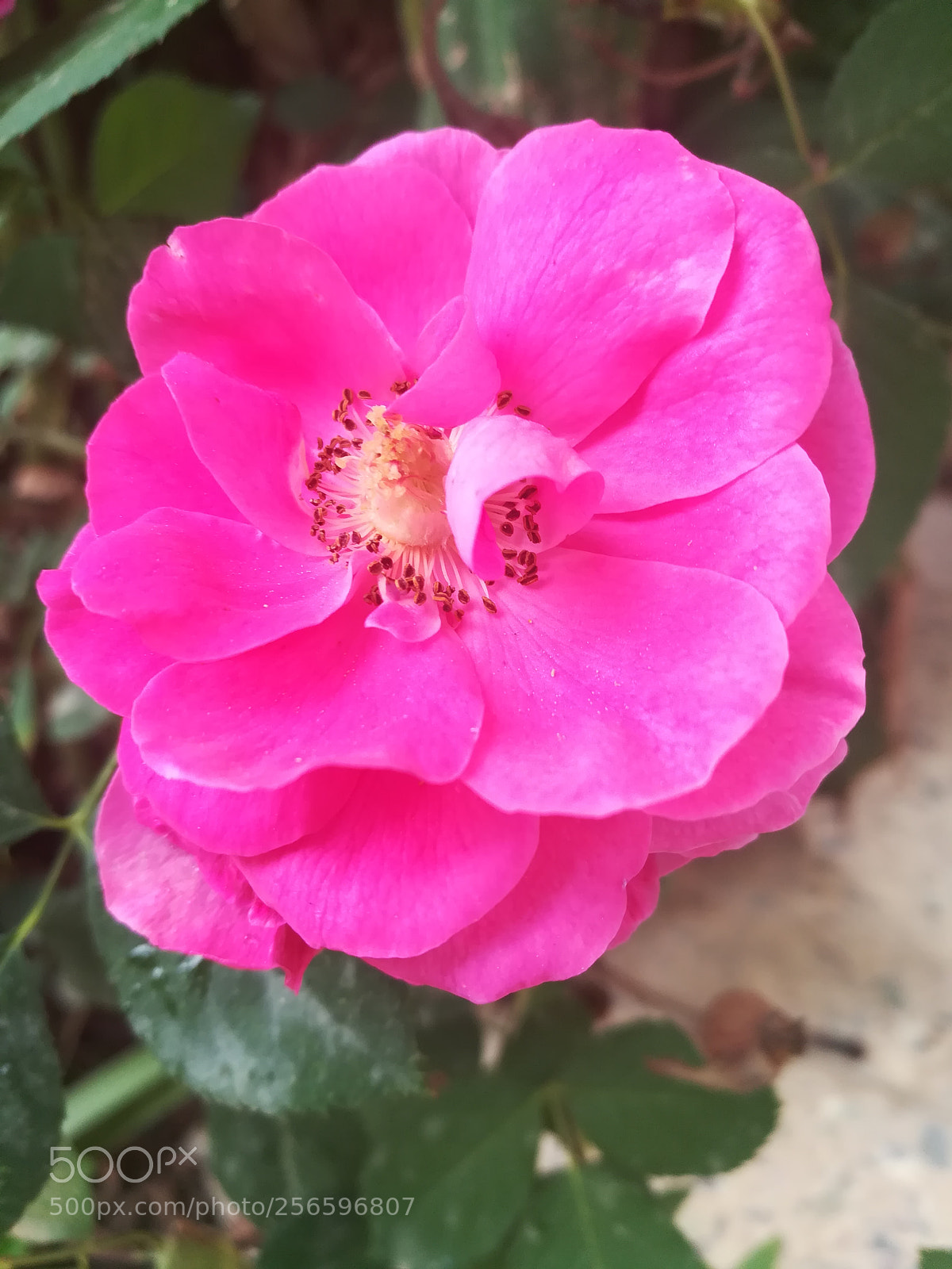 HUAWEI honor 6x sample photo. Nice rose photography