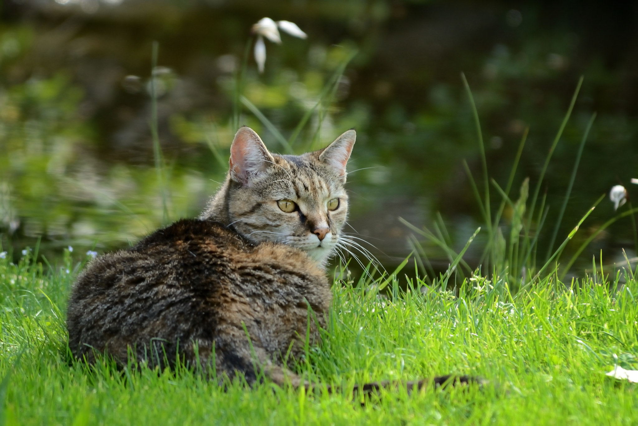 Nikon D7000 sample photo. At the pond photography