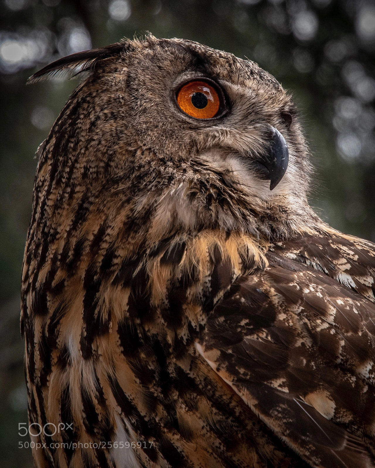 Nikon D500 sample photo. Horned owl 1 photography