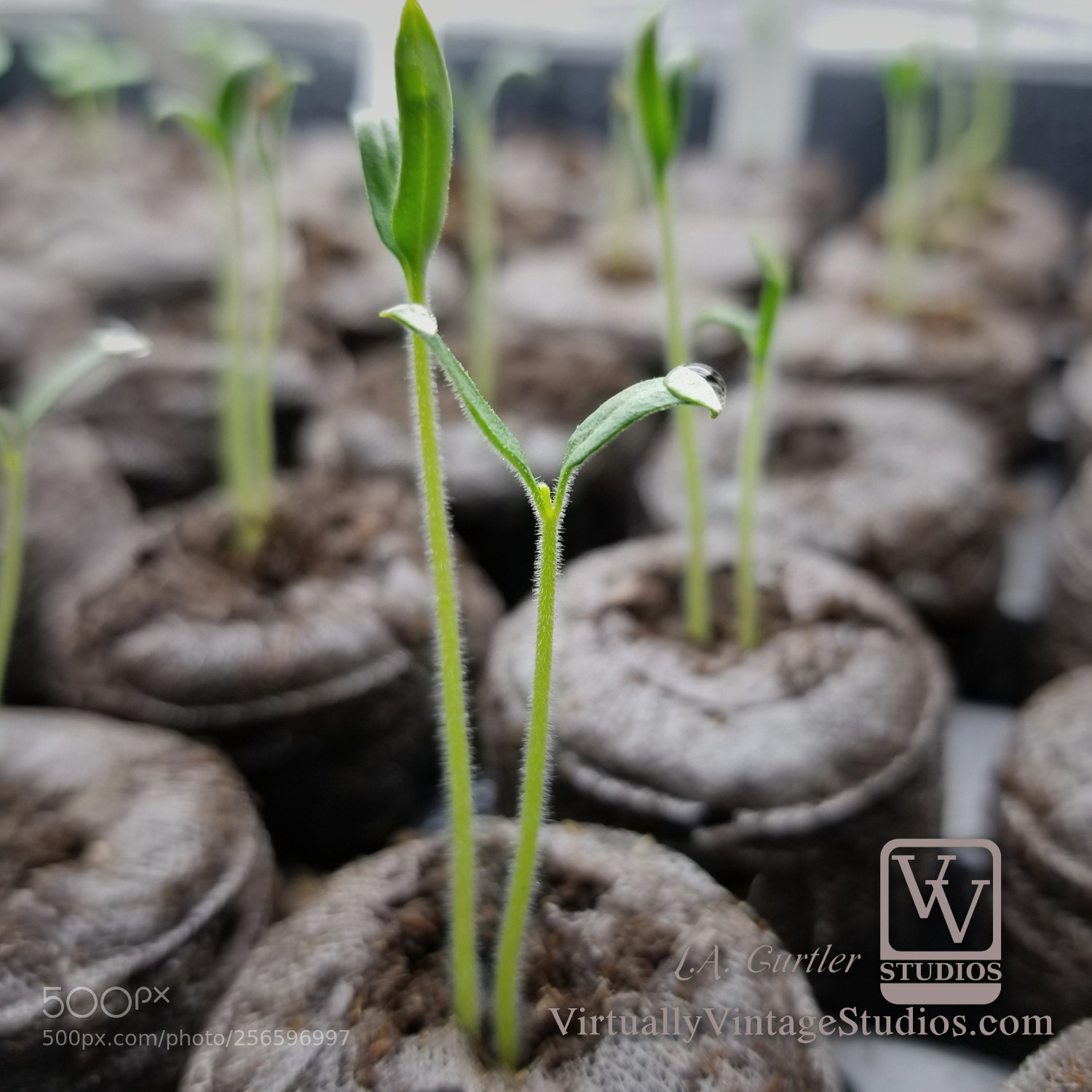 Samsung Galaxy S8 sample photo. Roma tomato sprouts photography