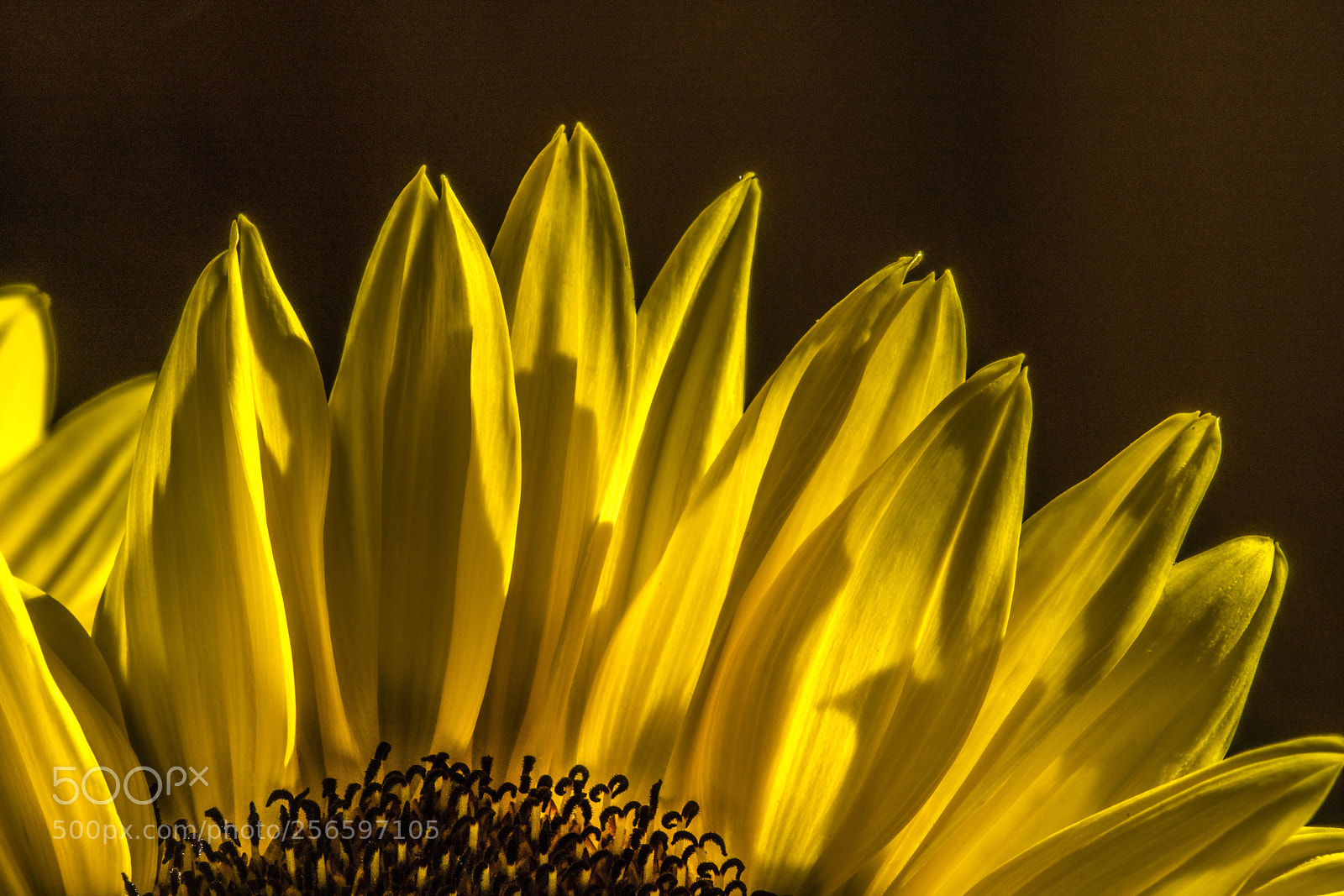 Sony a7R III sample photo. Sunflower photography