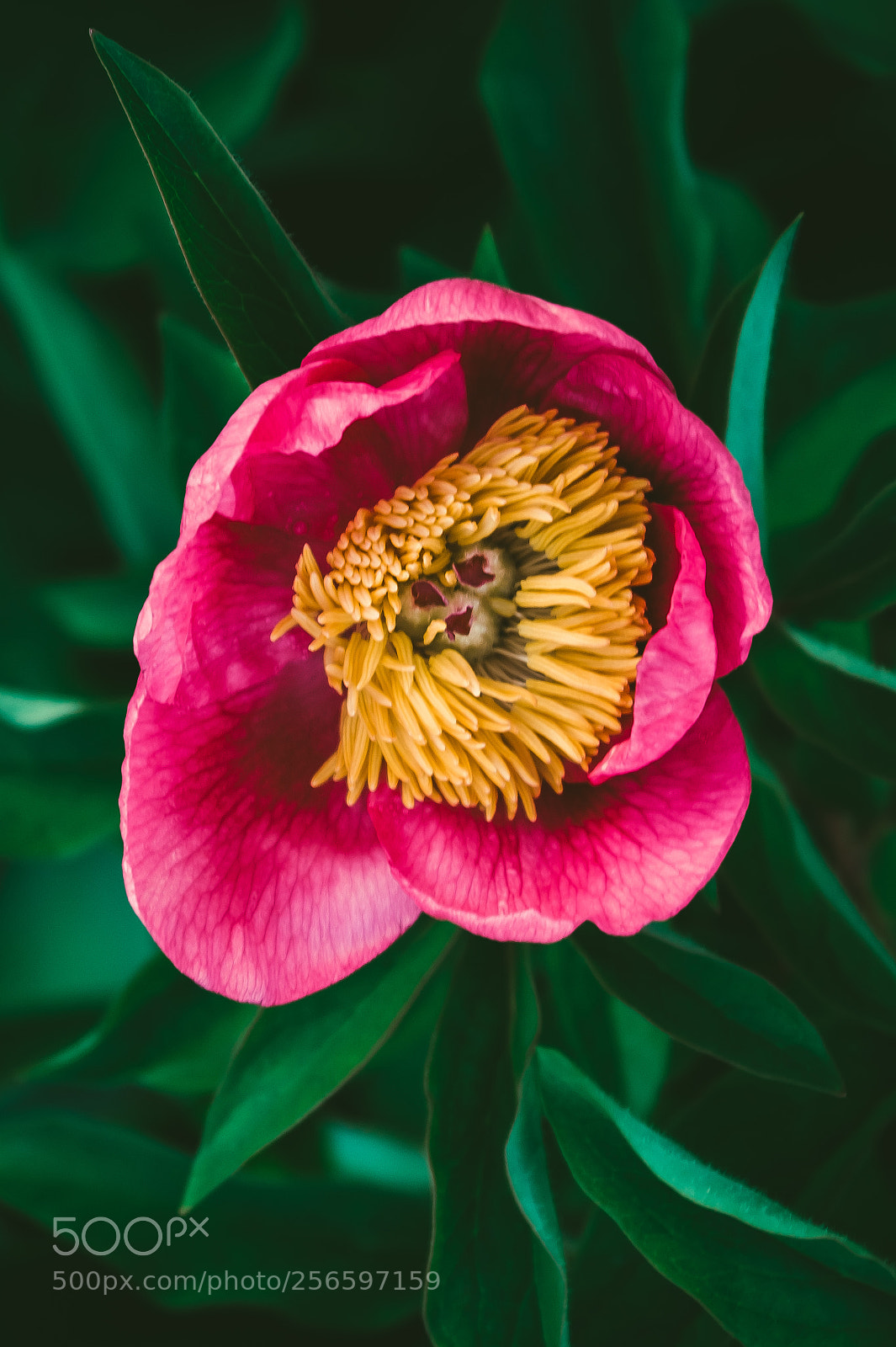 Sony SLT-A58 sample photo. Peony photography