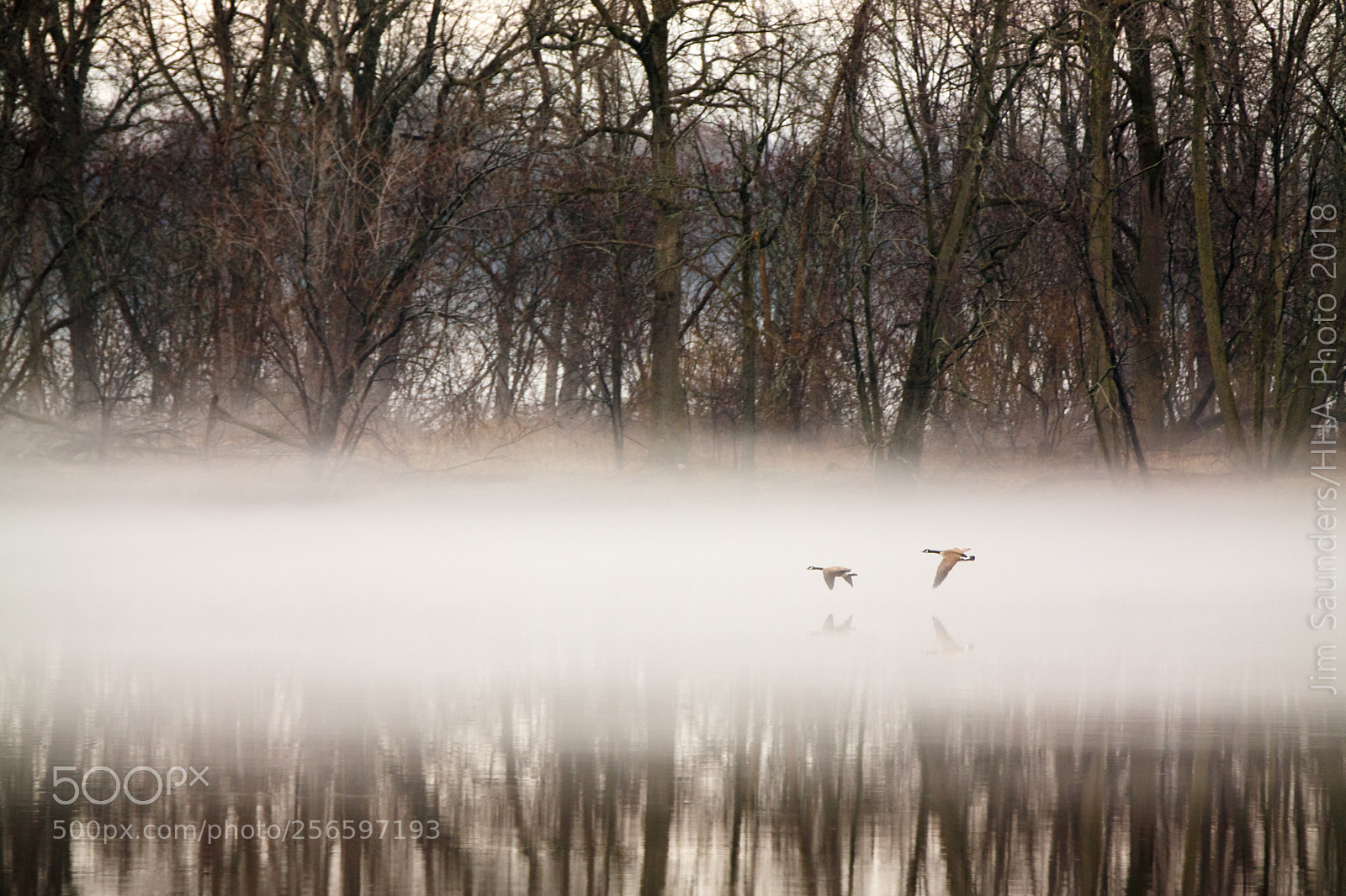 Canon EOS-1D X sample photo. Geese in fog photography