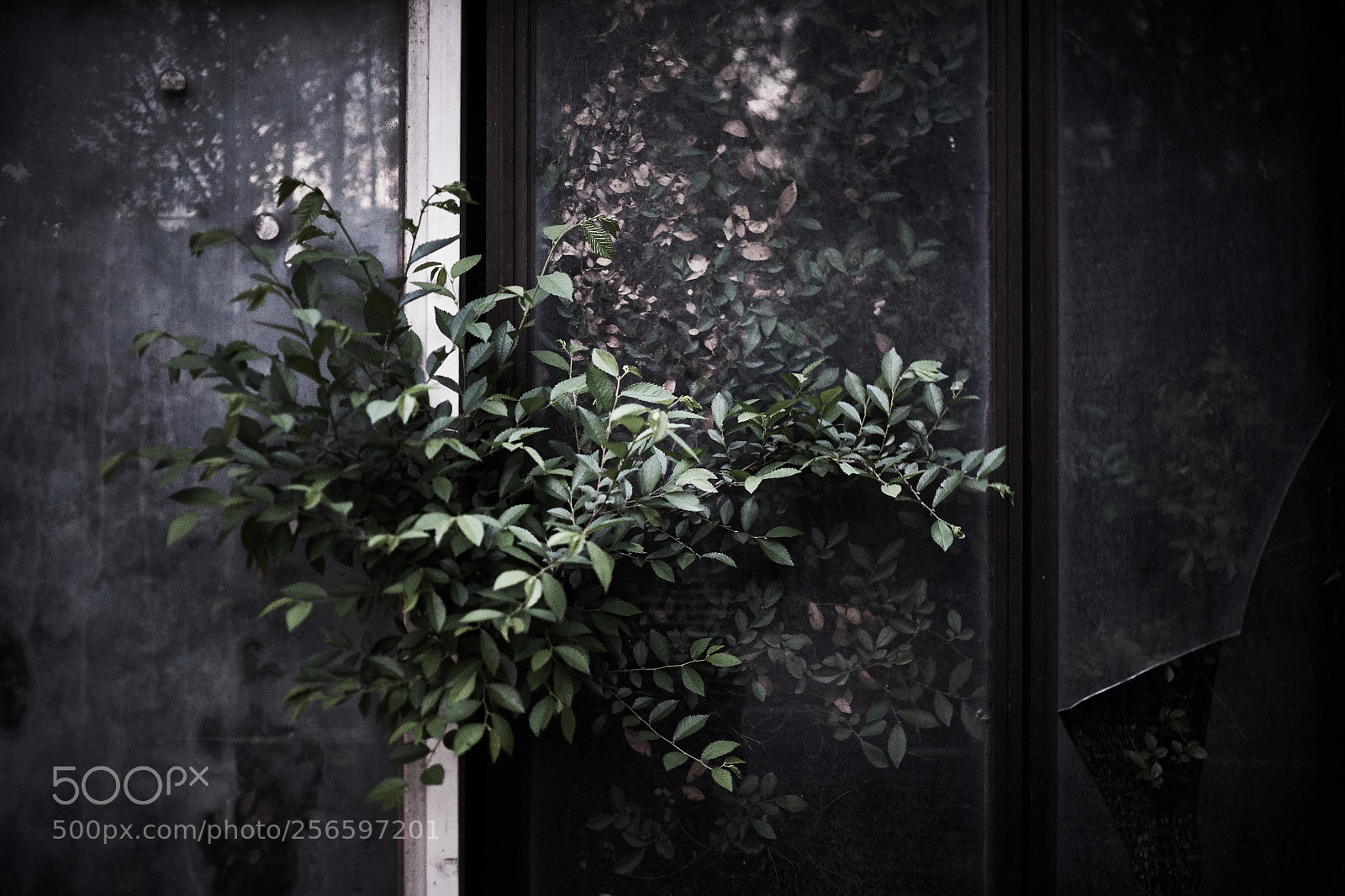 Fujifilm X-Pro2 sample photo. Life photography
