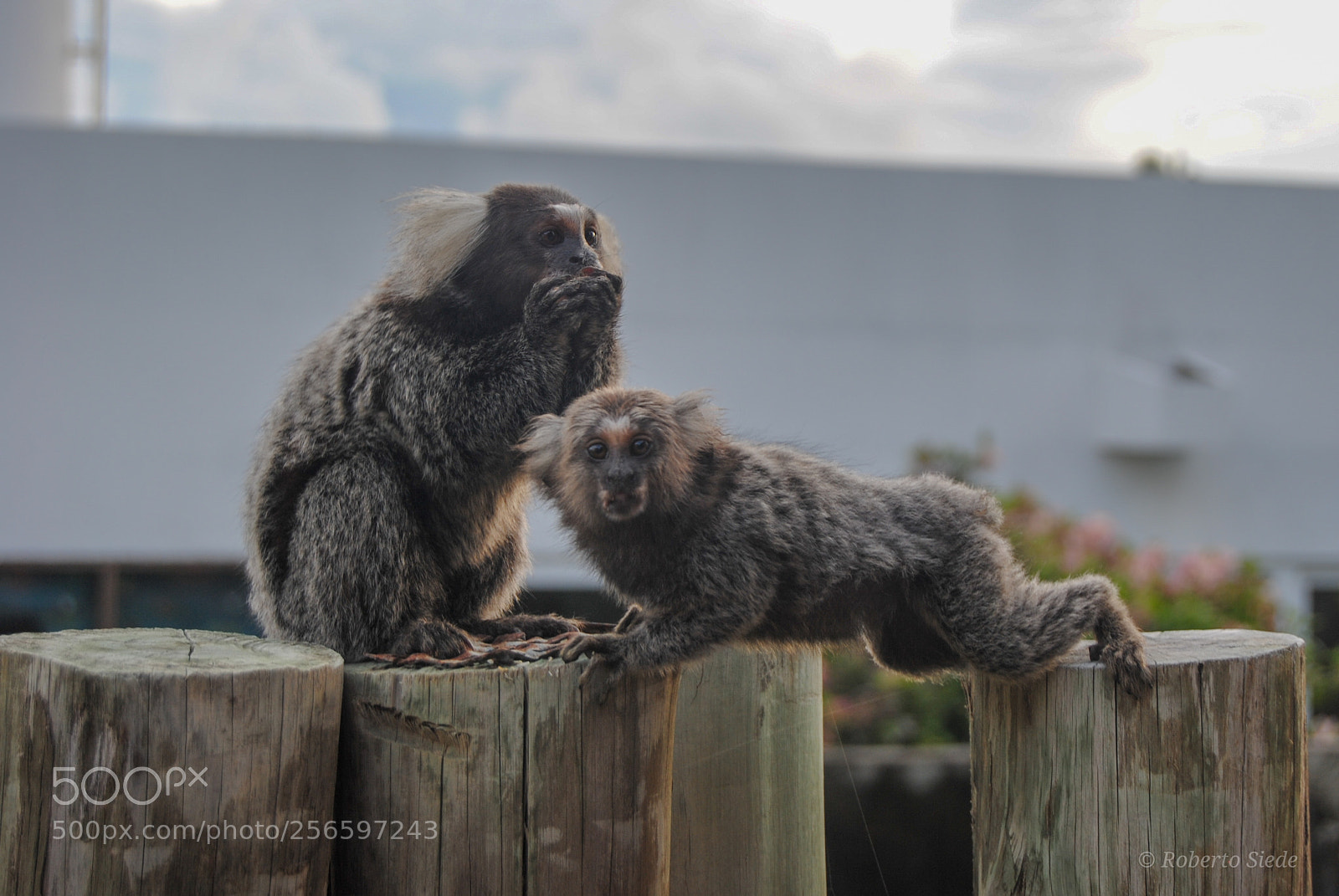 Nikon D3000 sample photo. Macaquinhos photography