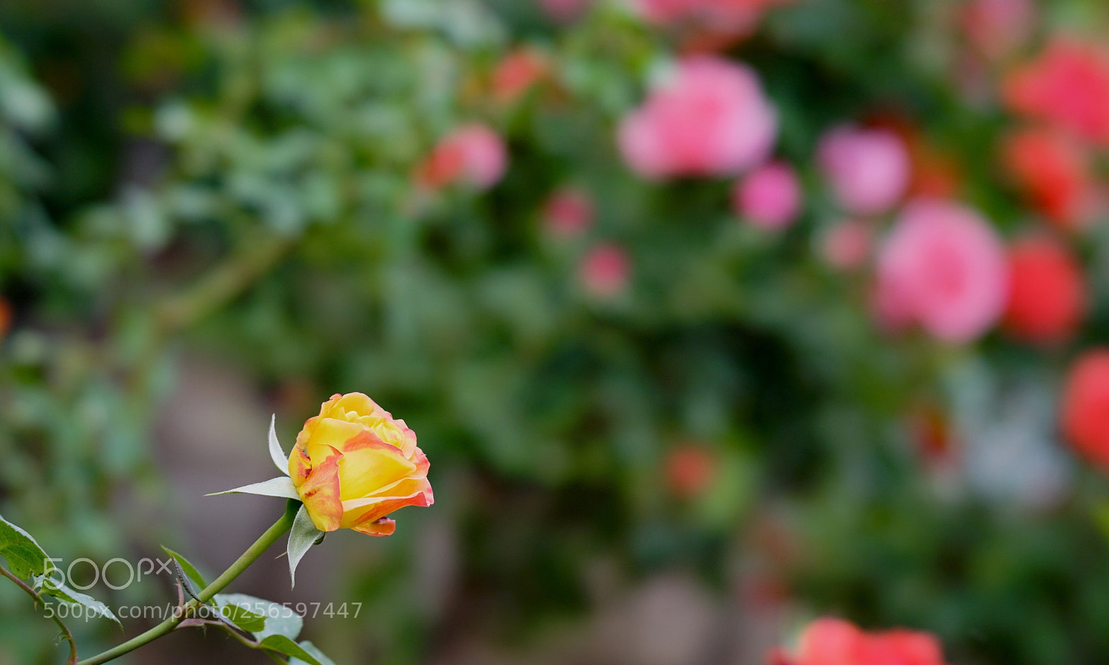 Sony a7 II sample photo. 係黃？ photography