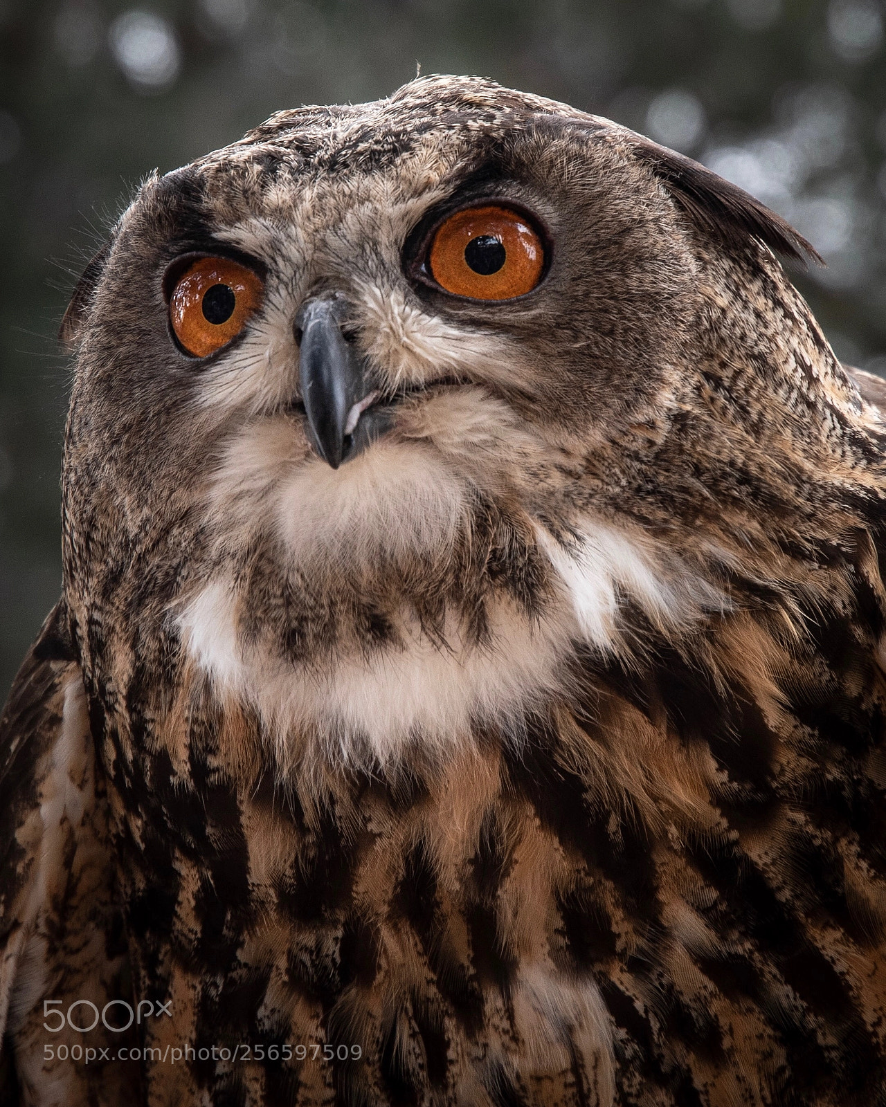 Nikon D500 sample photo. Horned owl 2 photography