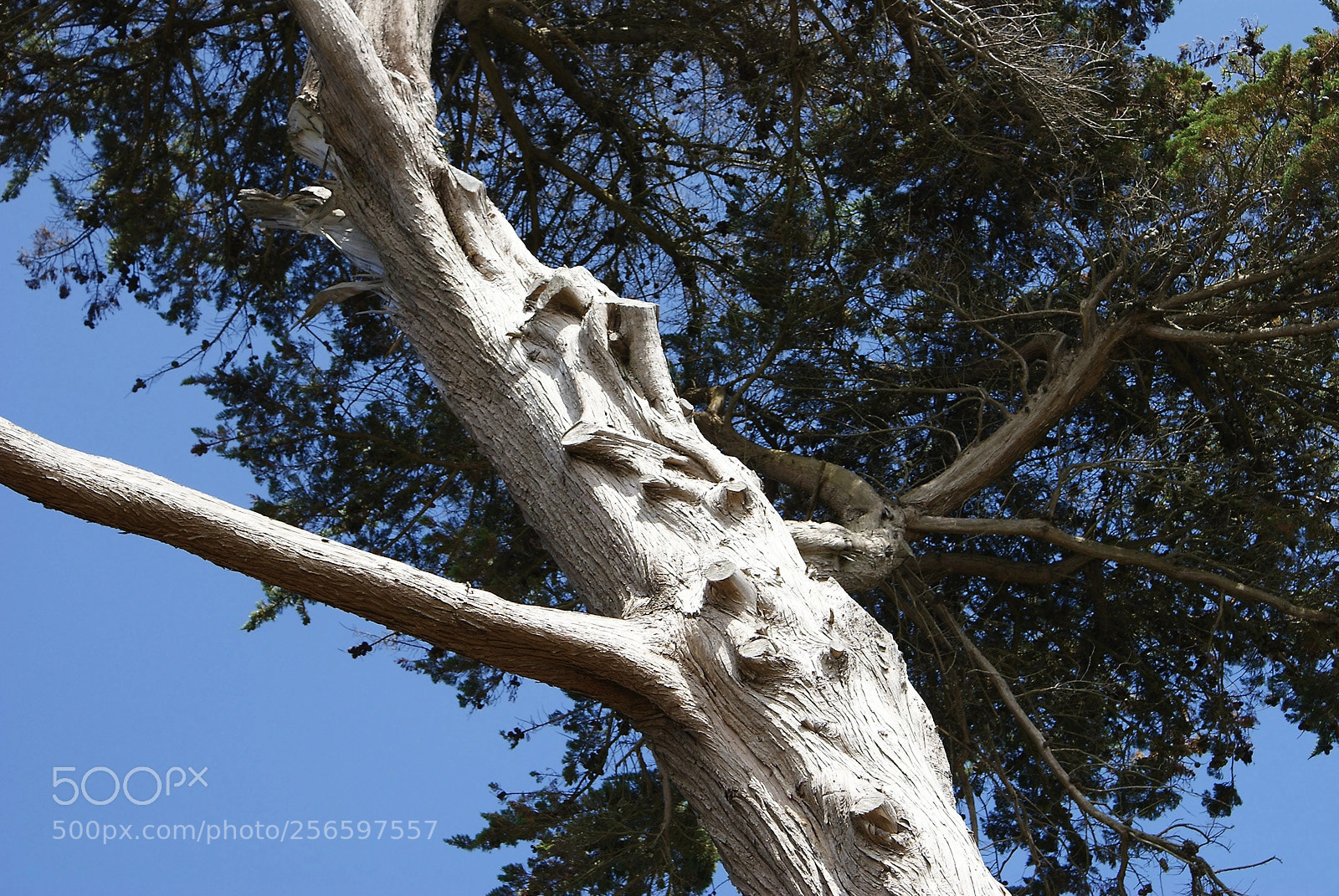 Sony Alpha DSLR-A200 sample photo. Sony dsc photography