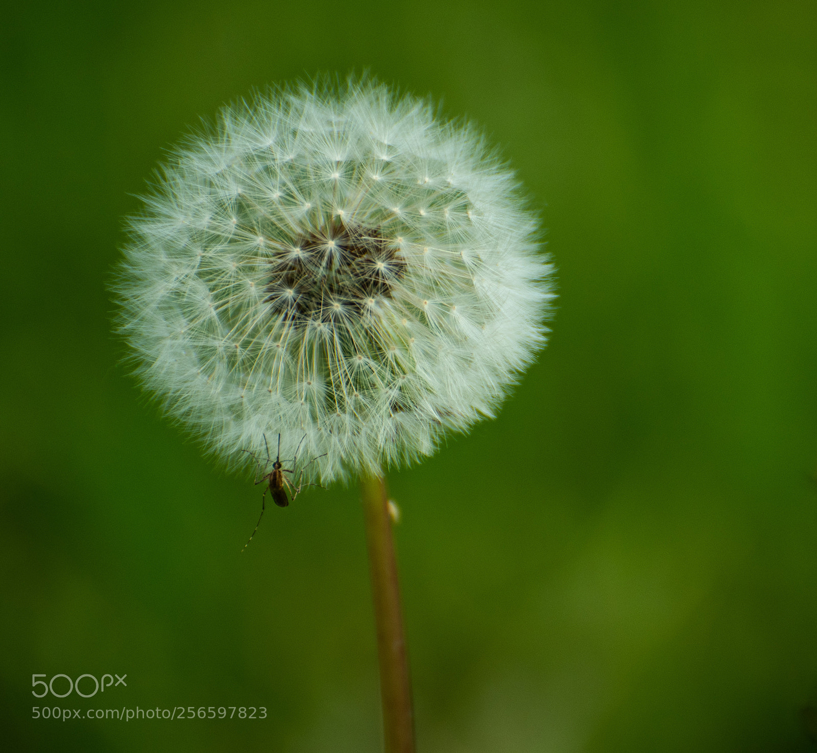 Nikon D7500 sample photo. Dandelion photography
