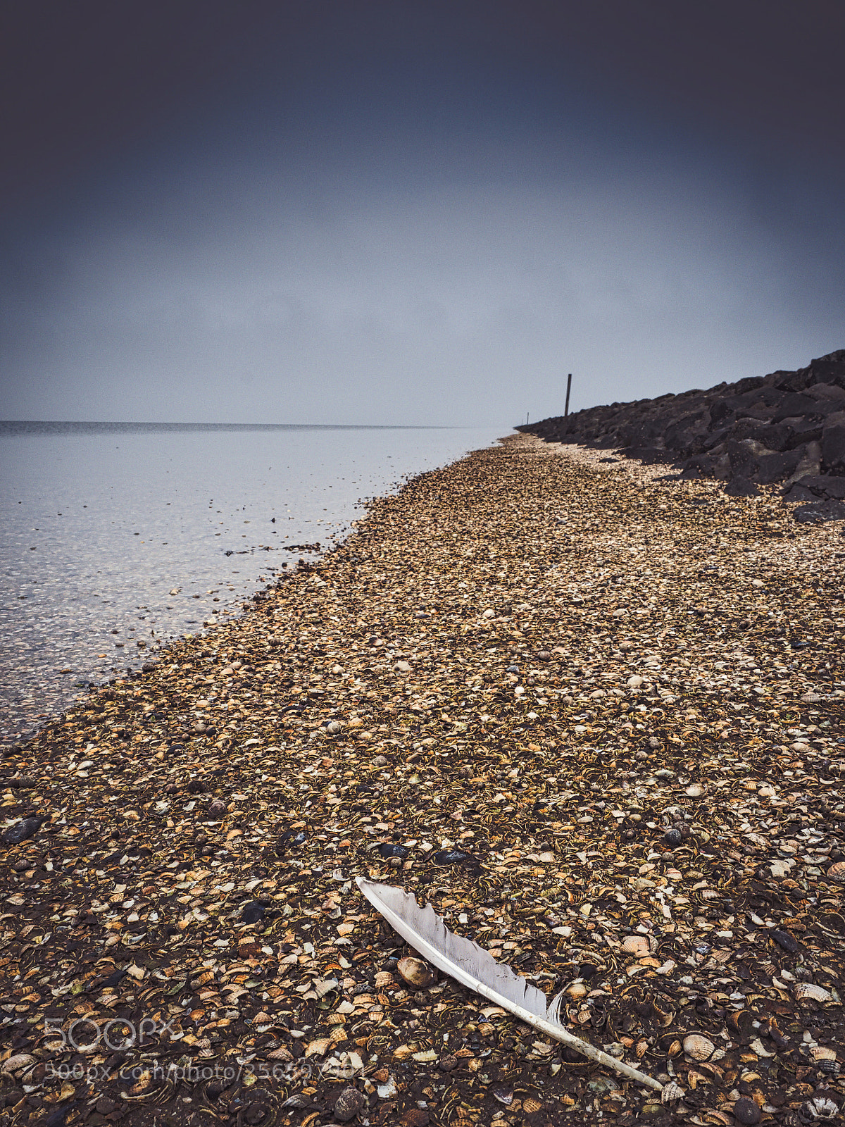 Olympus OM-D E-M1 Mark II sample photo. Lost feather photography