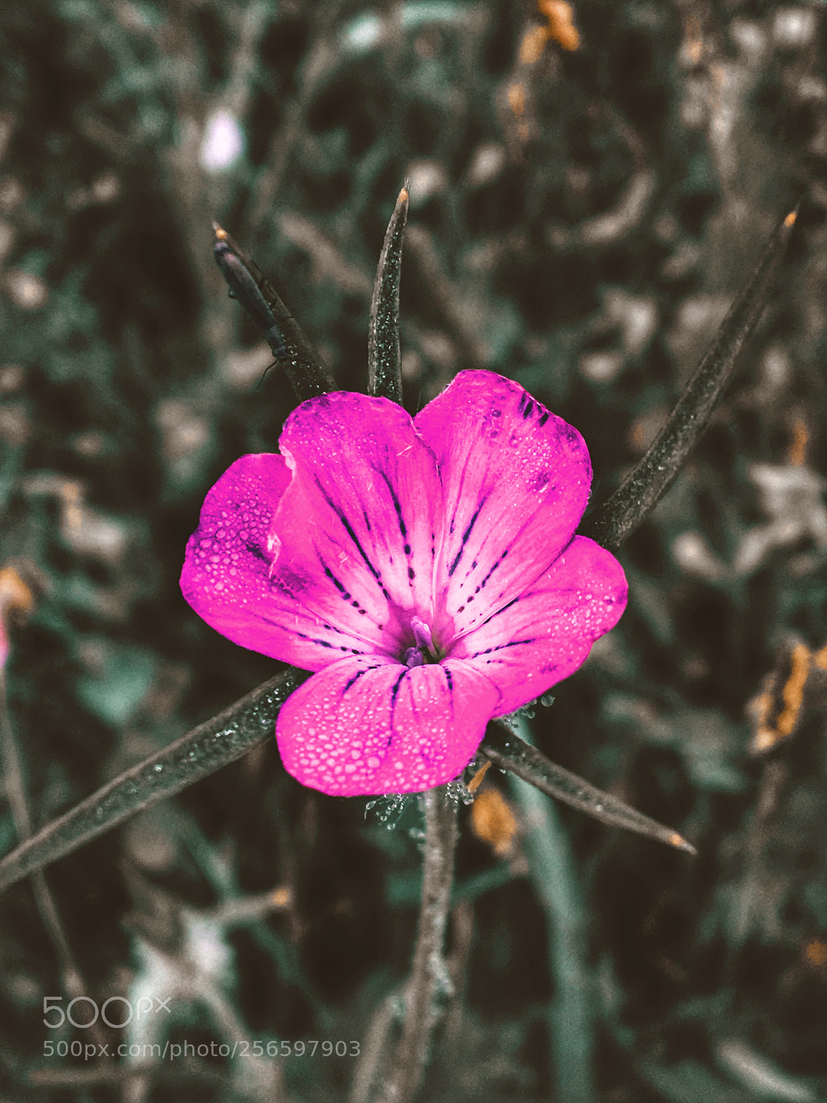 Apple iPhone 6s sample photo. Untitled photography