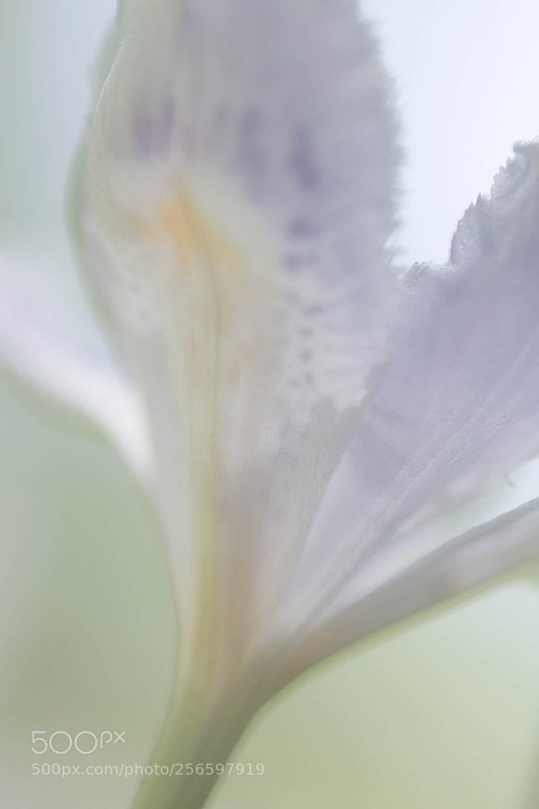 Canon EOS 60D sample photo. Fringed iris (iris japonica) photography