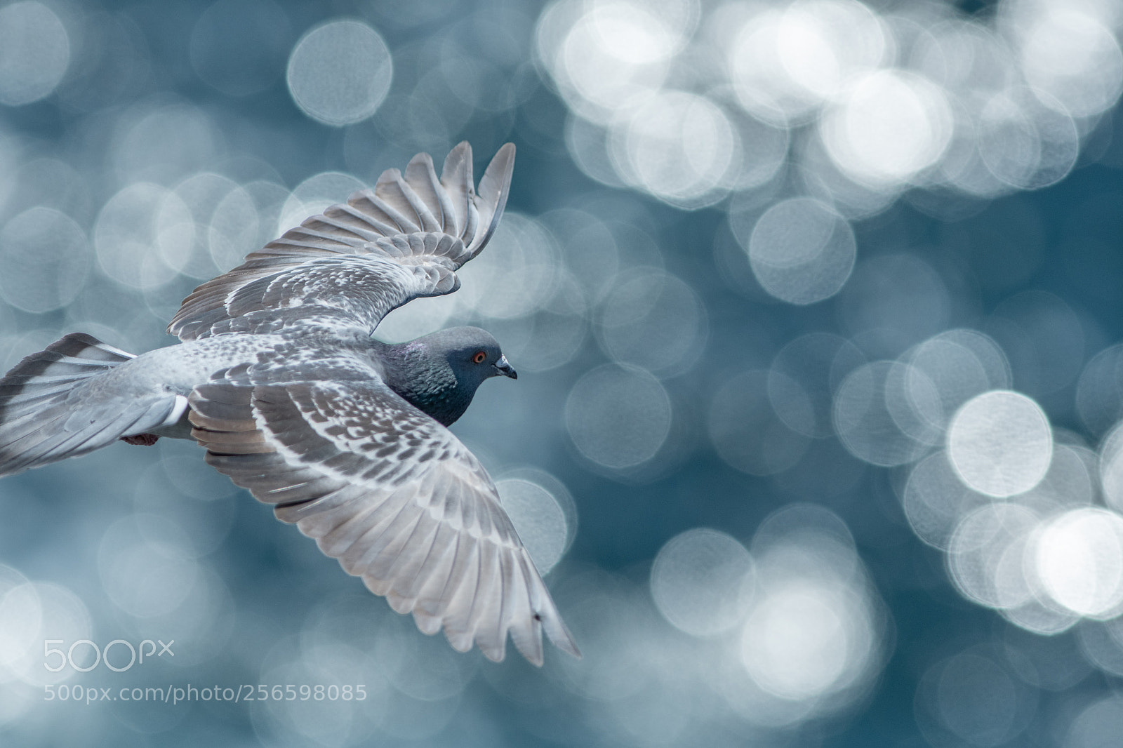 Nikon D500 sample photo. Pigeon photography