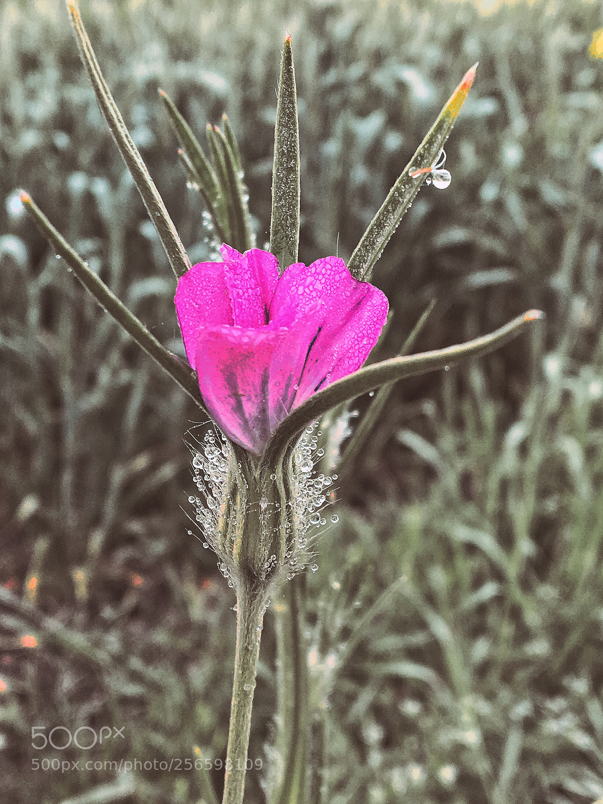Apple iPhone 6s sample photo. Untitled photography