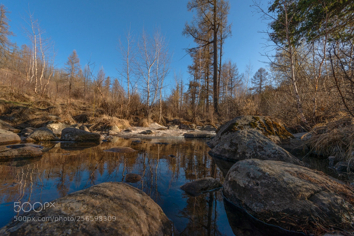 Nikon D800 sample photo. Forest spring photography