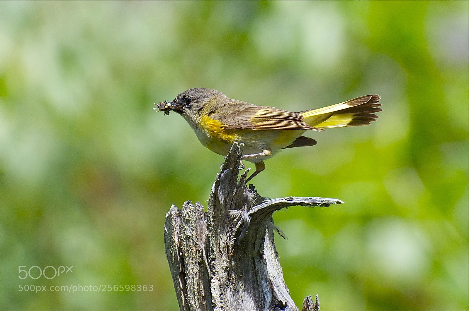 Nikon D5000 sample photo. American redstart photography