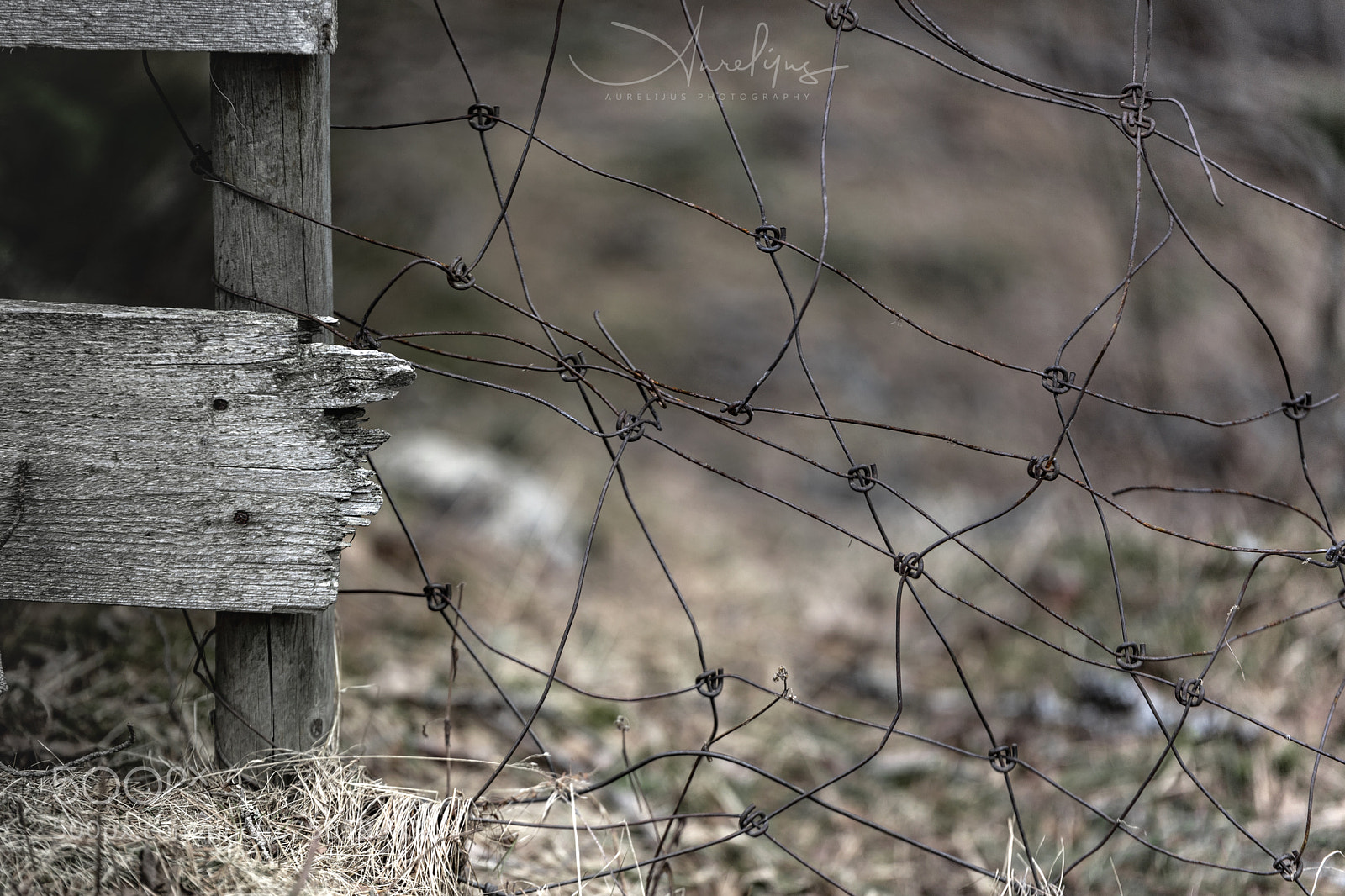 Canon EOS 6D Mark II sample photo. The fenc photography