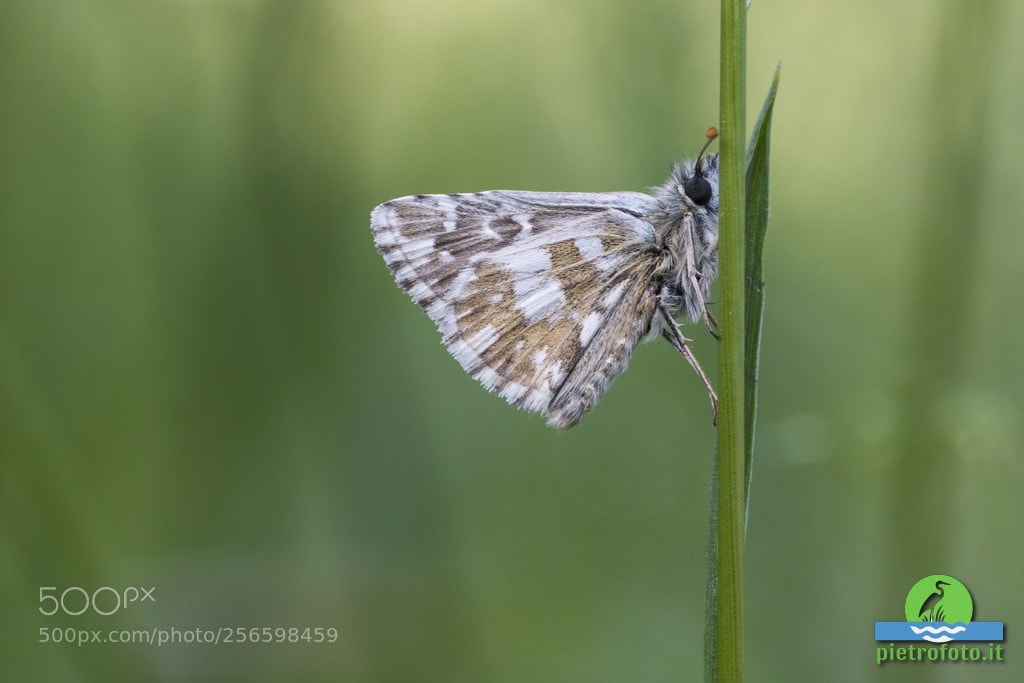 Canon EOS 70D sample photo. Southern marbled skipper butterfly photography