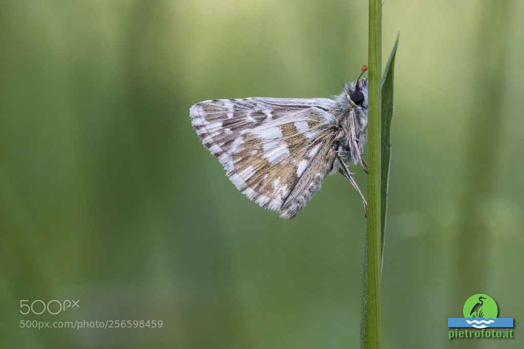 Canon EOS 70D sample photo. Southern marbled skipper butterfly photography