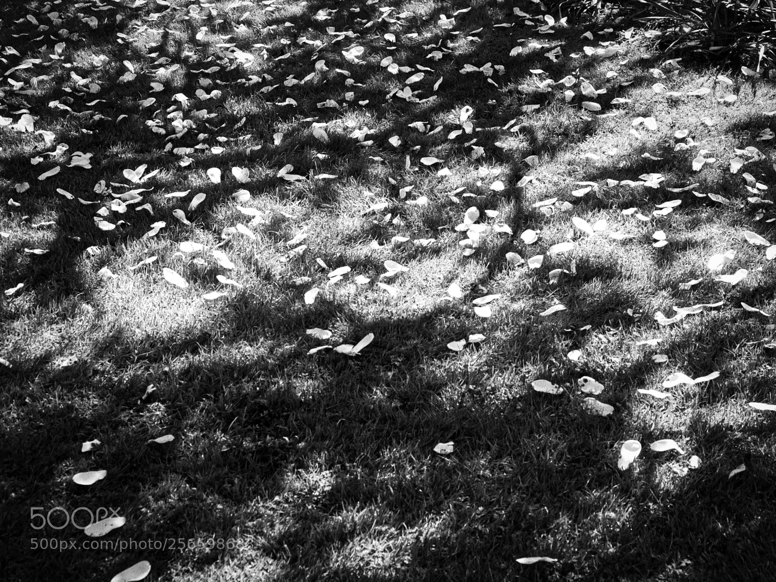Olympus OM-D E-M5 II sample photo. Petals photography