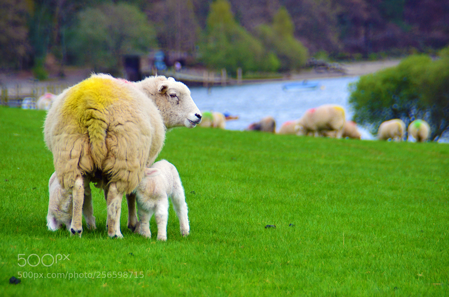 Nikon D5100 sample photo. Feeding time photography