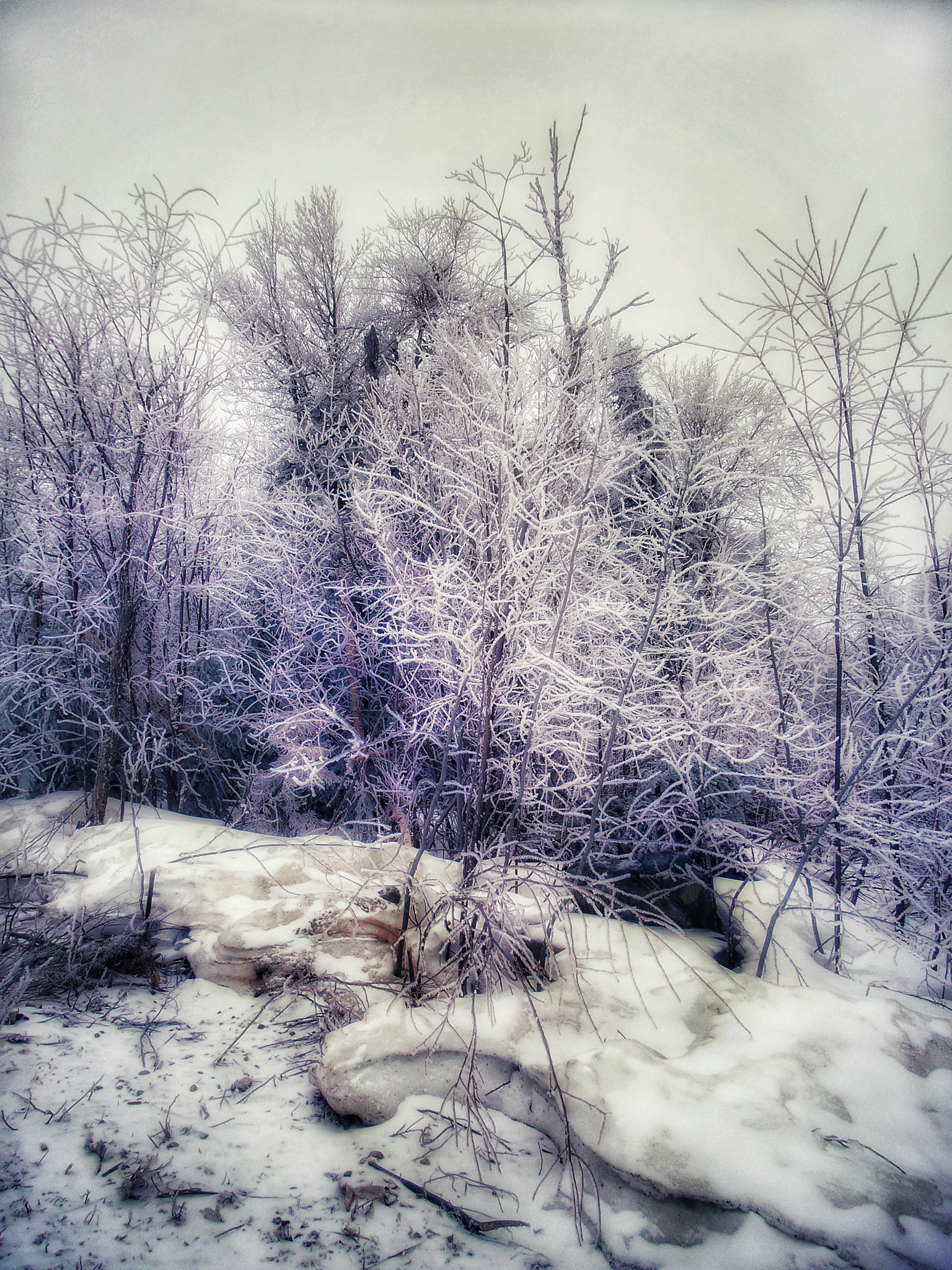 Samsung Galaxy S4 Zoom sample photo. Last days of winter. violet evening photography