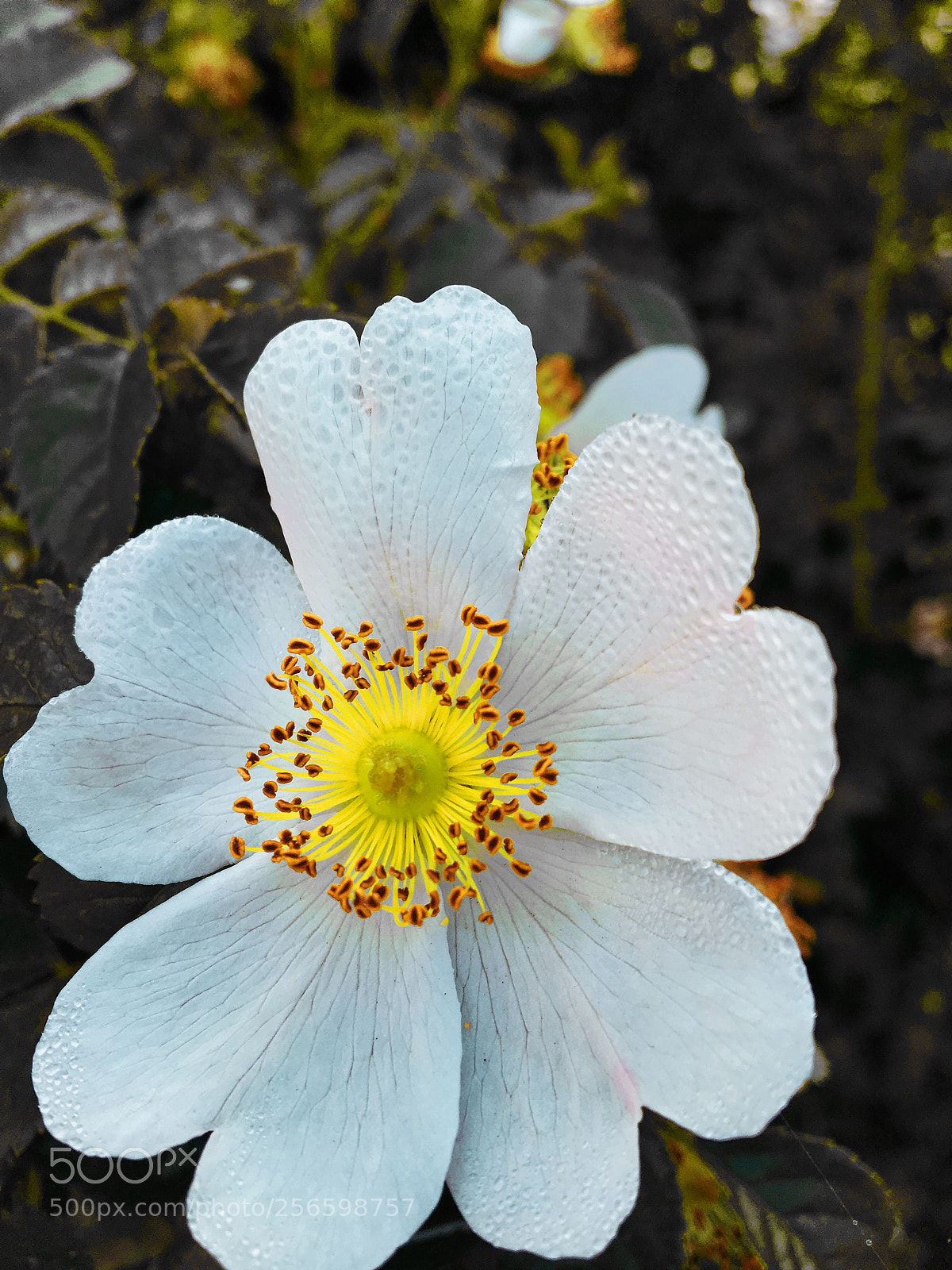 Apple iPhone 6s sample photo. Untitled photography