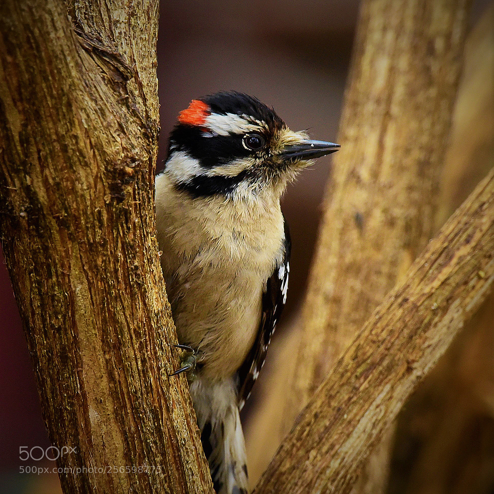 Nikon D750 sample photo. Downy woodpecker photography