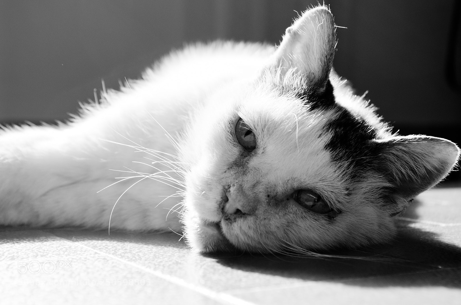 Pentax K-5 sample photo. Bw cat photography