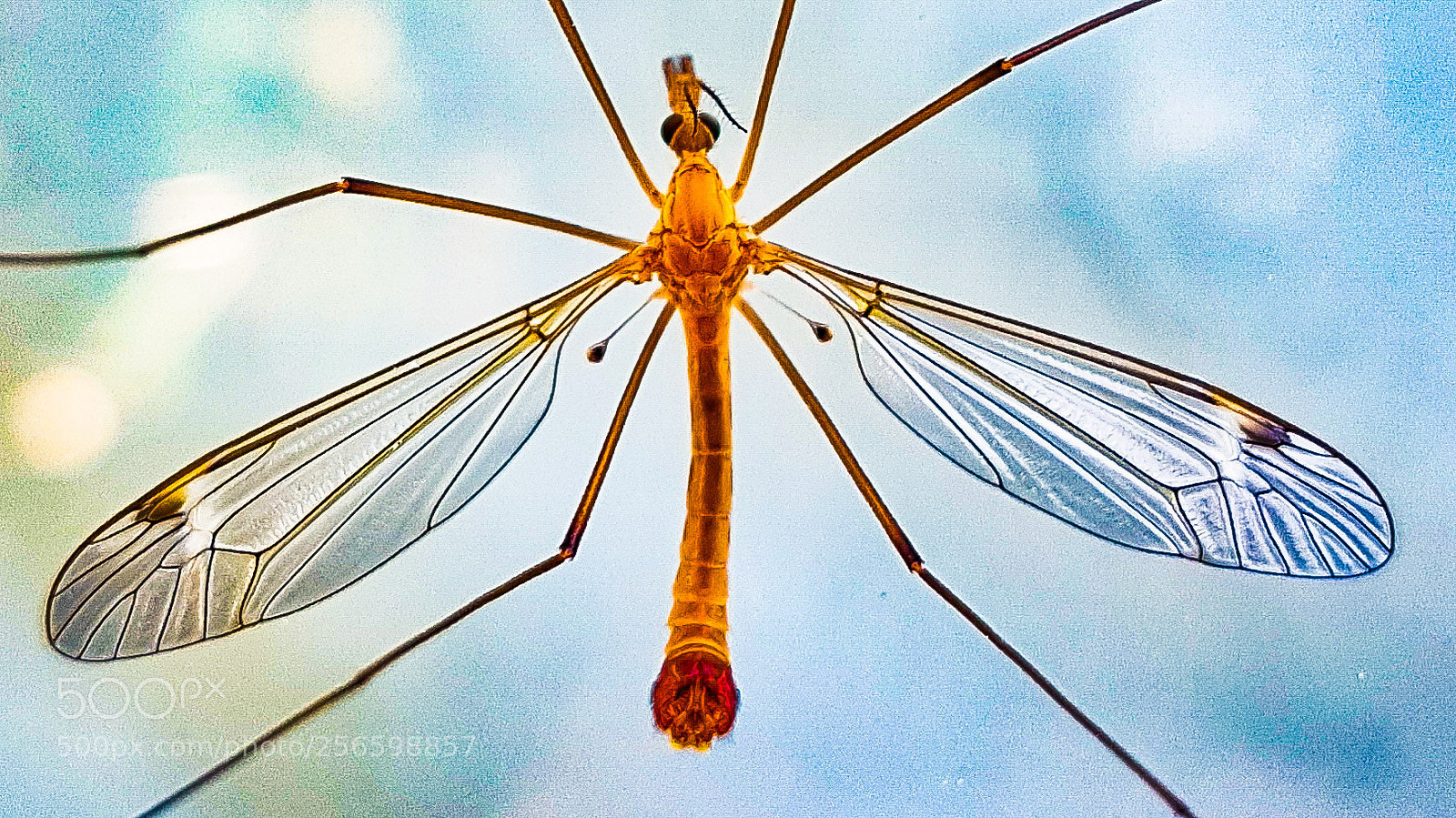 Samsung Galaxy S7 sample photo. Mosquito photography
