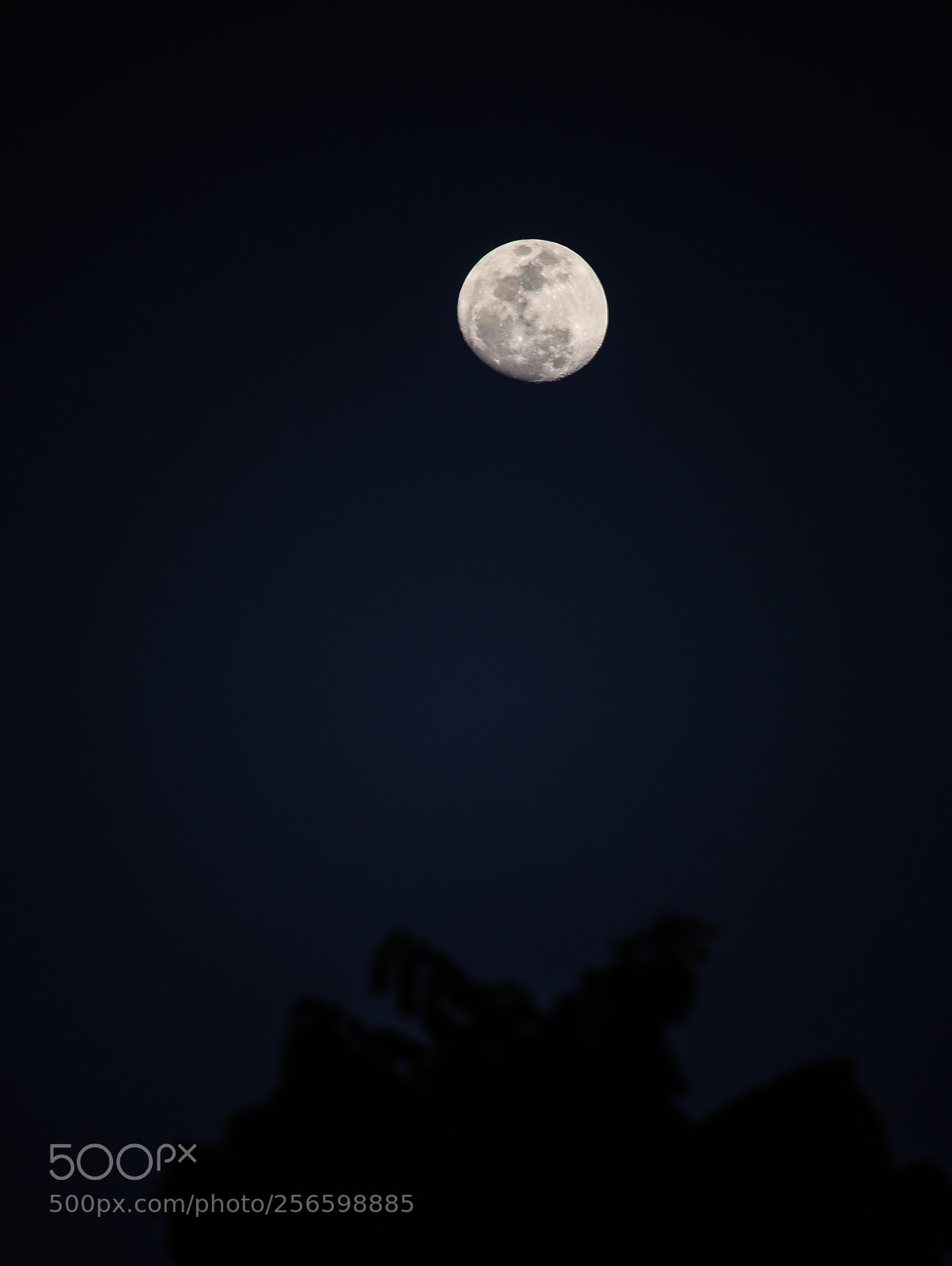 Canon EOS 70D sample photo. Untitled photography