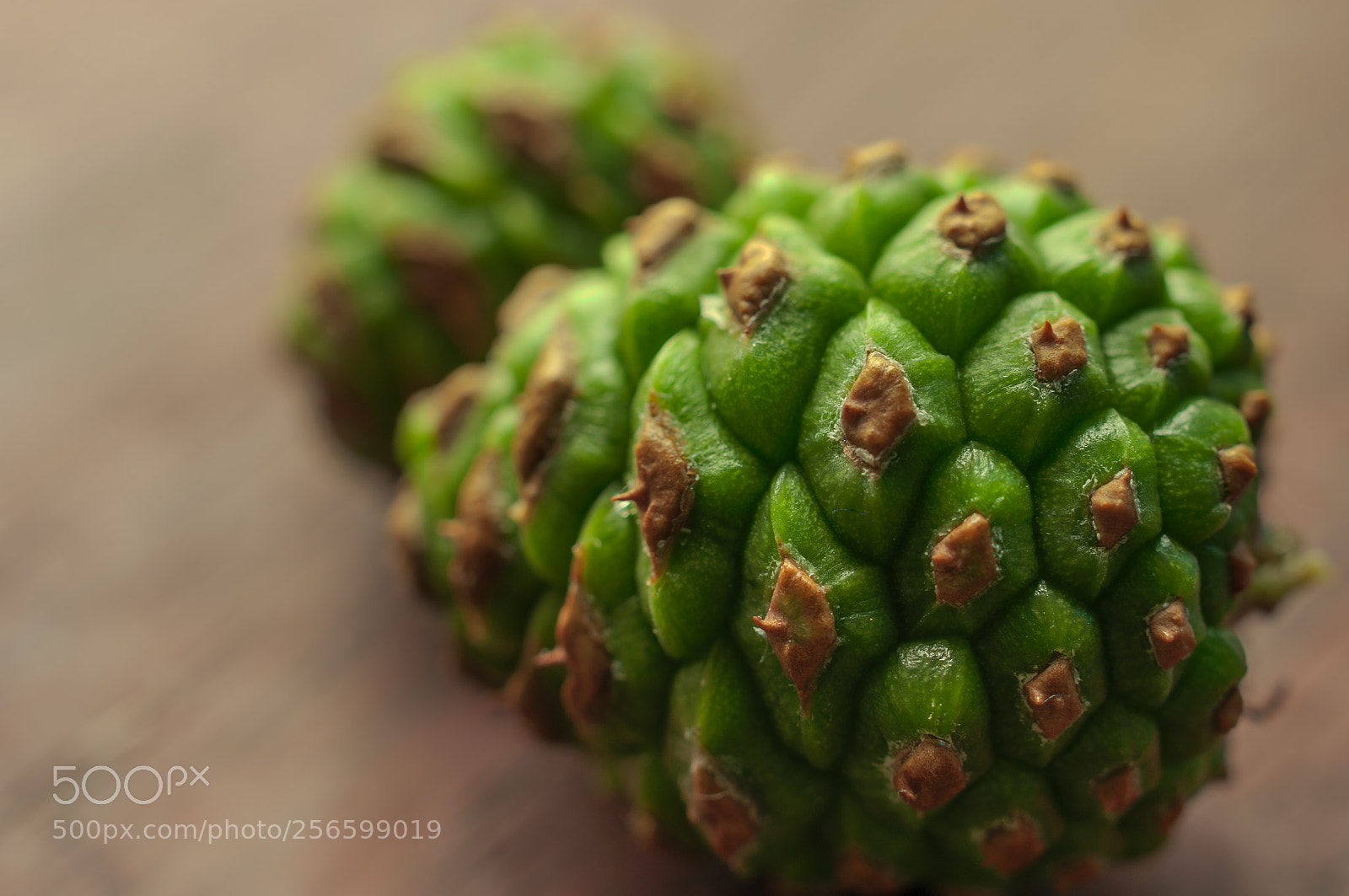 Pentax K20D sample photo. Green pinecone.绿松果 photography