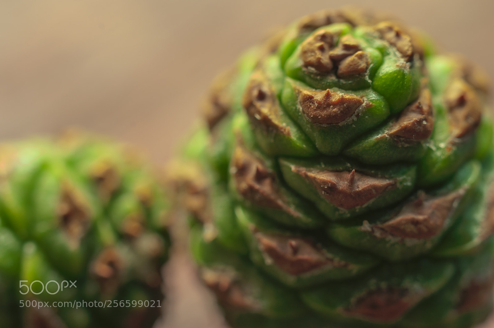 Pentax K20D sample photo. Green pinecone.绿松果 photography