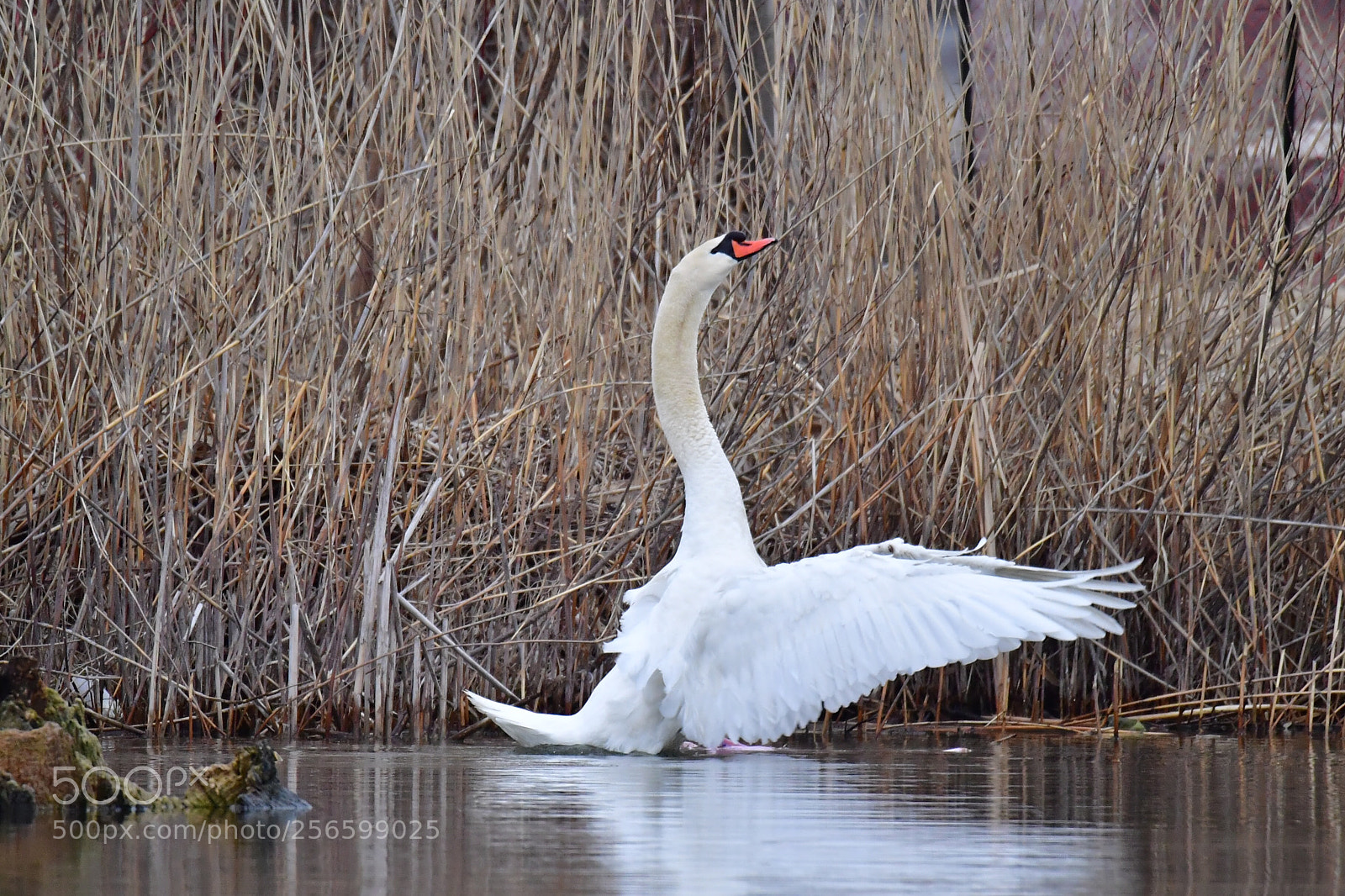 Nikon D5 sample photo. Swan photography