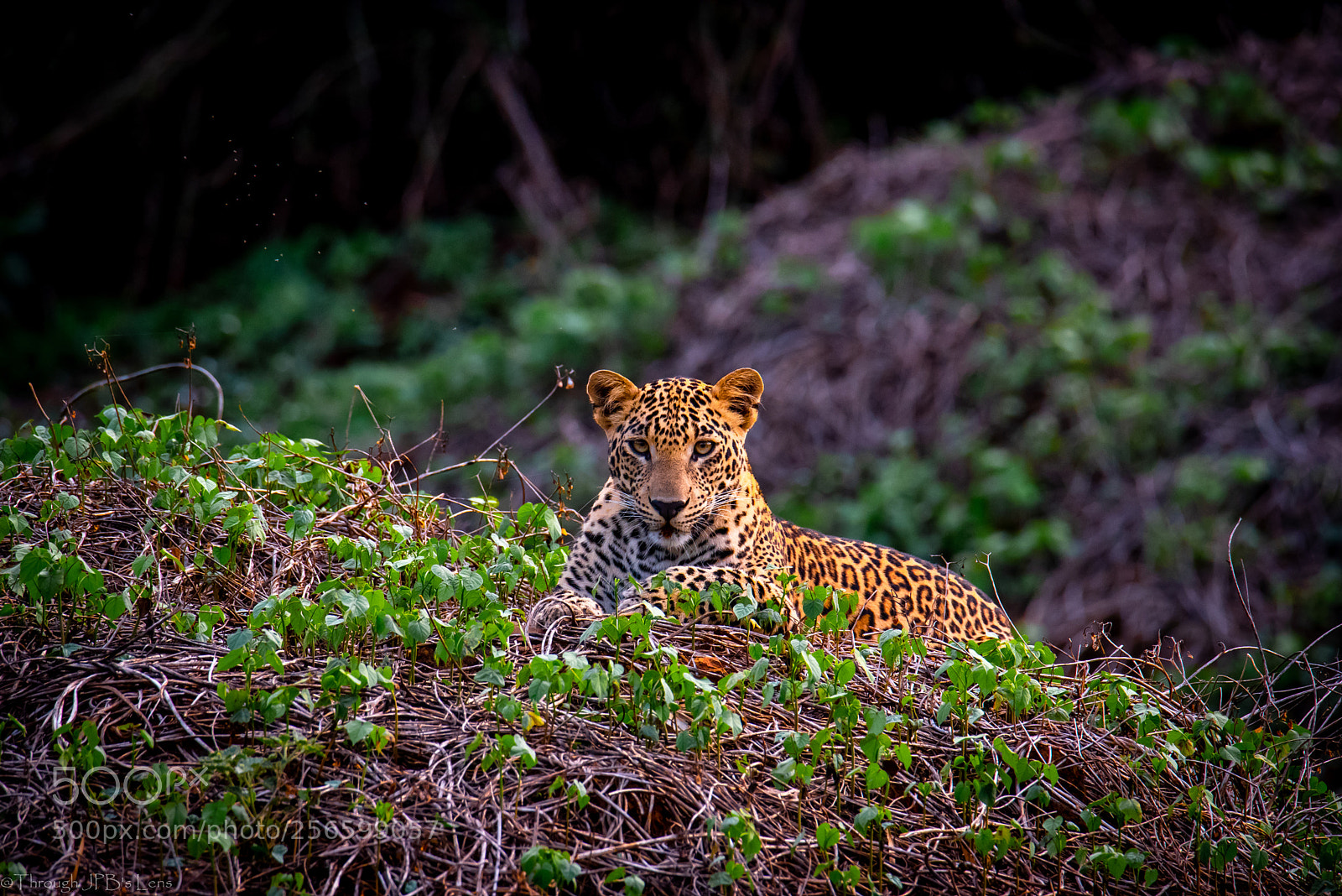 Nikon D750 sample photo. Watching you photography