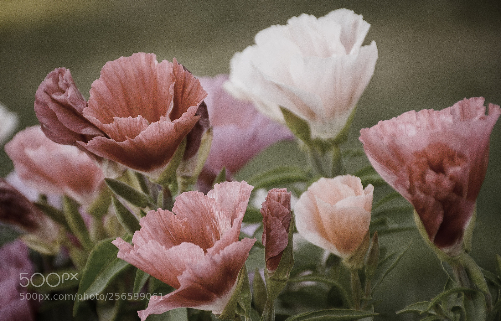 Nikon D7000 sample photo. Flowers photography