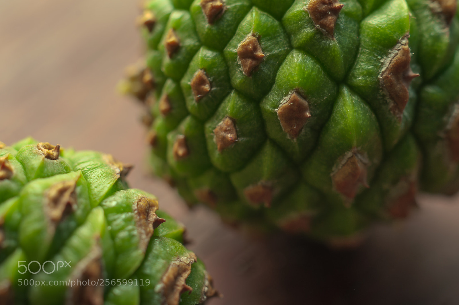 Pentax K20D sample photo. Green pinecone.绿松果 photography