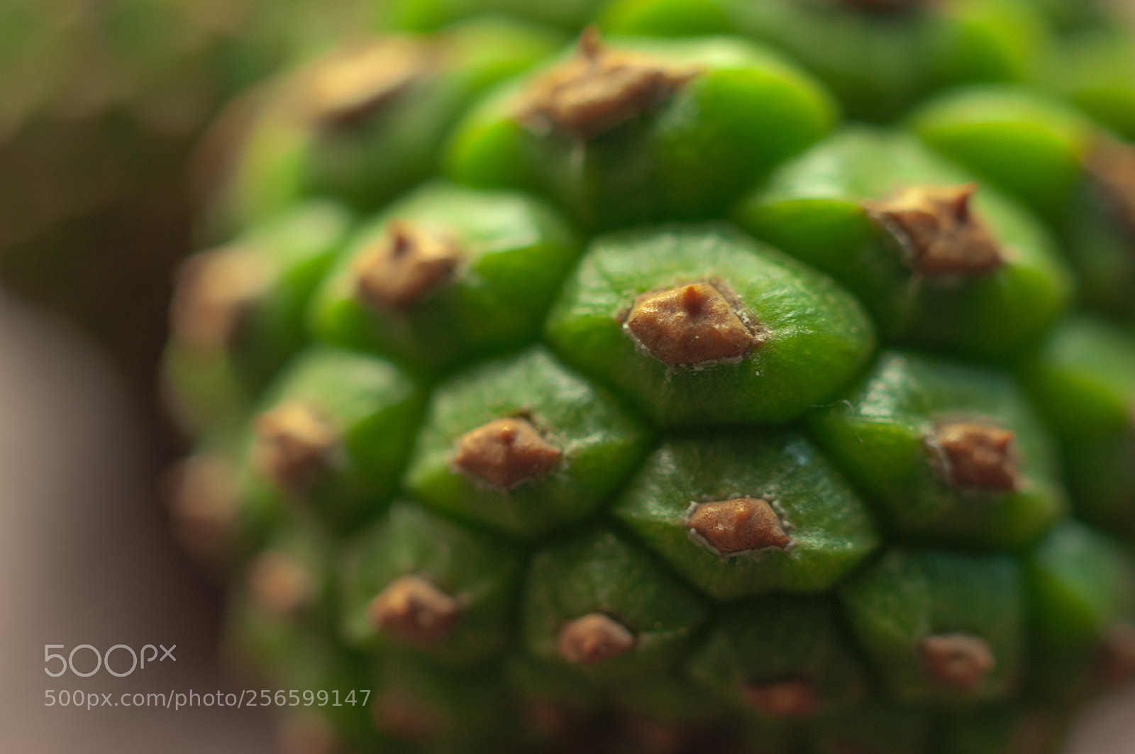 Pentax K20D sample photo. Green pinecone.绿松果 photography