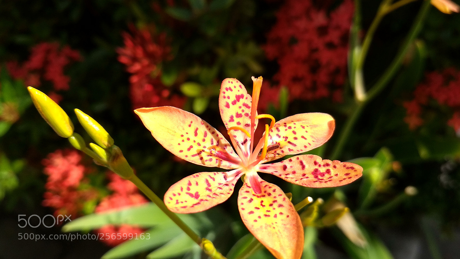 Xiaomi Redmi 4X sample photo. Untitled photography