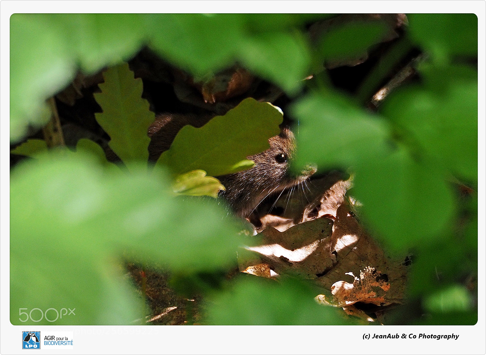 Olympus OM-D E-M5 II sample photo. Bank vole campagnol rouss photography