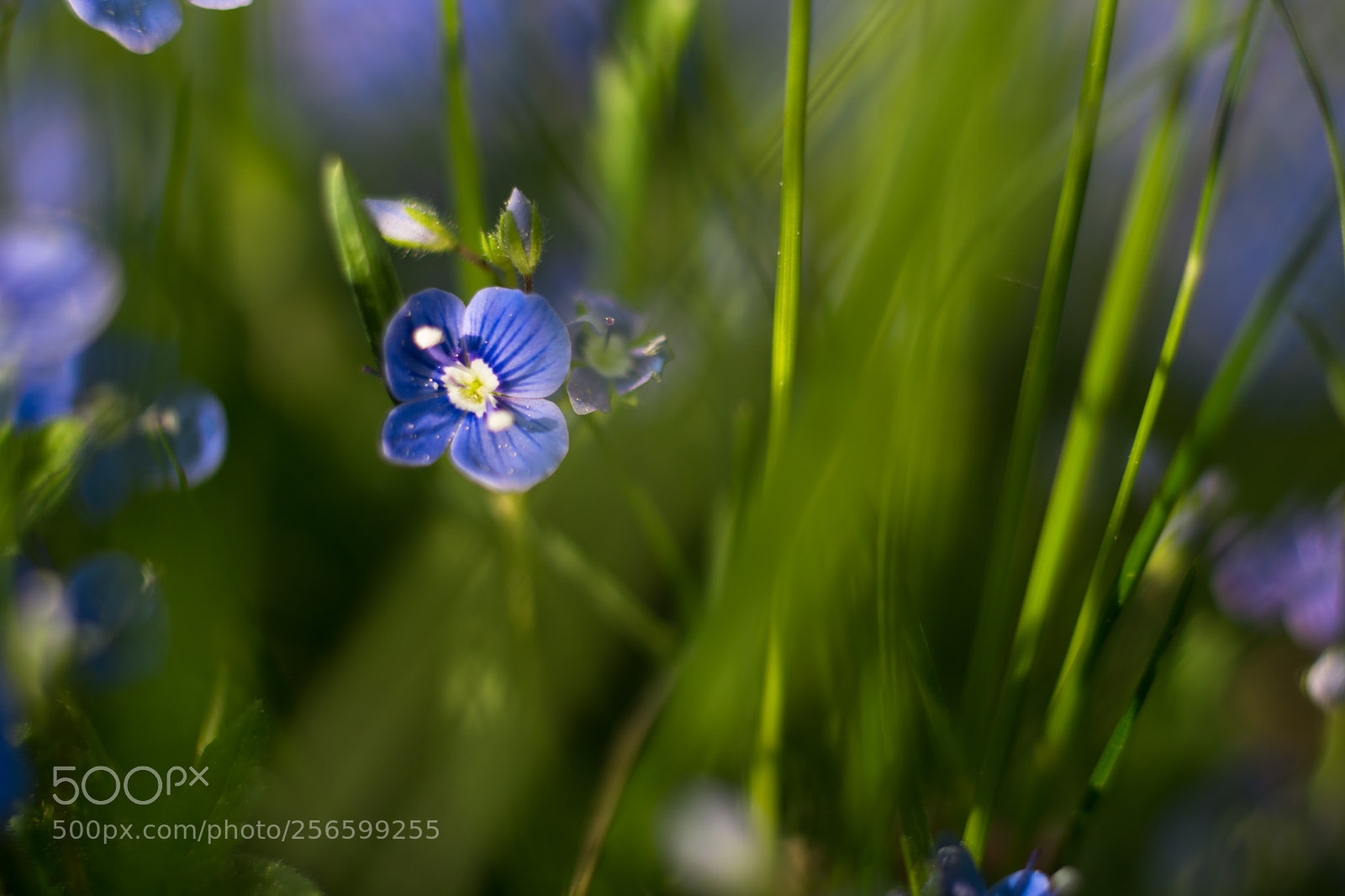 Nikon D7200 sample photo. Speedwell photography