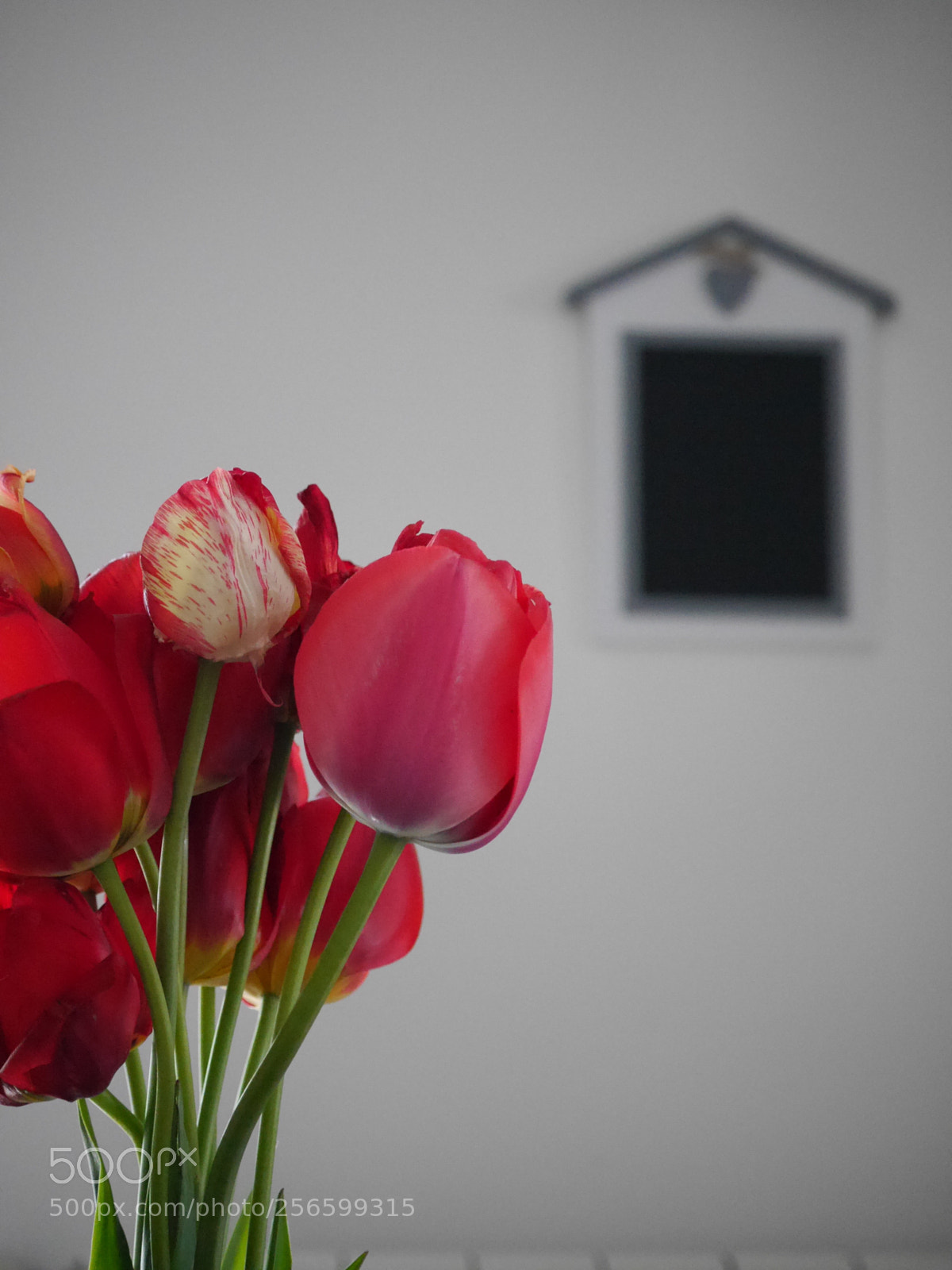 Panasonic Lumix DMC-G6 sample photo. | home . flowers | photography